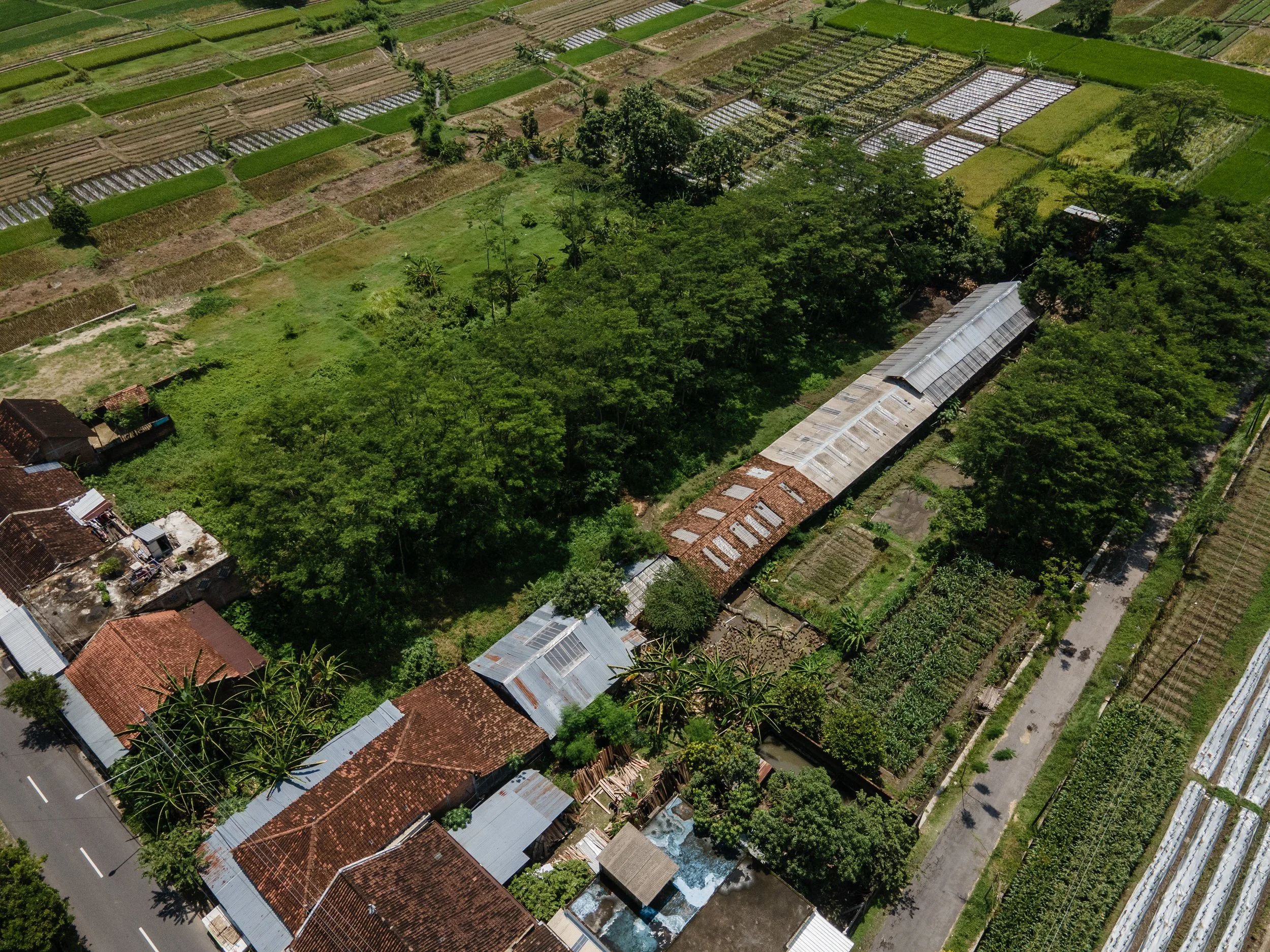 duck farm indonesia-94.jpg