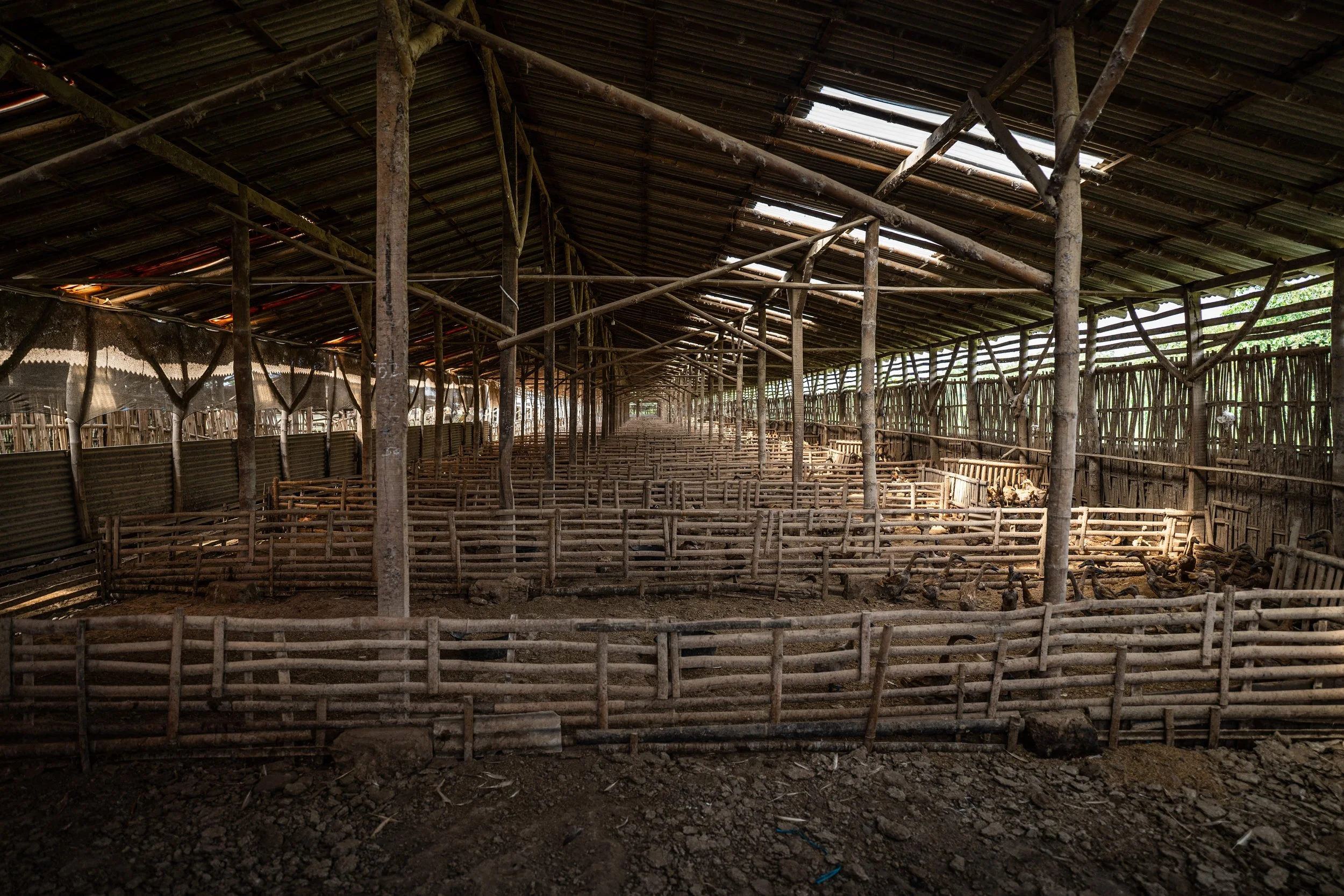 duck farm indonesia-132.jpg