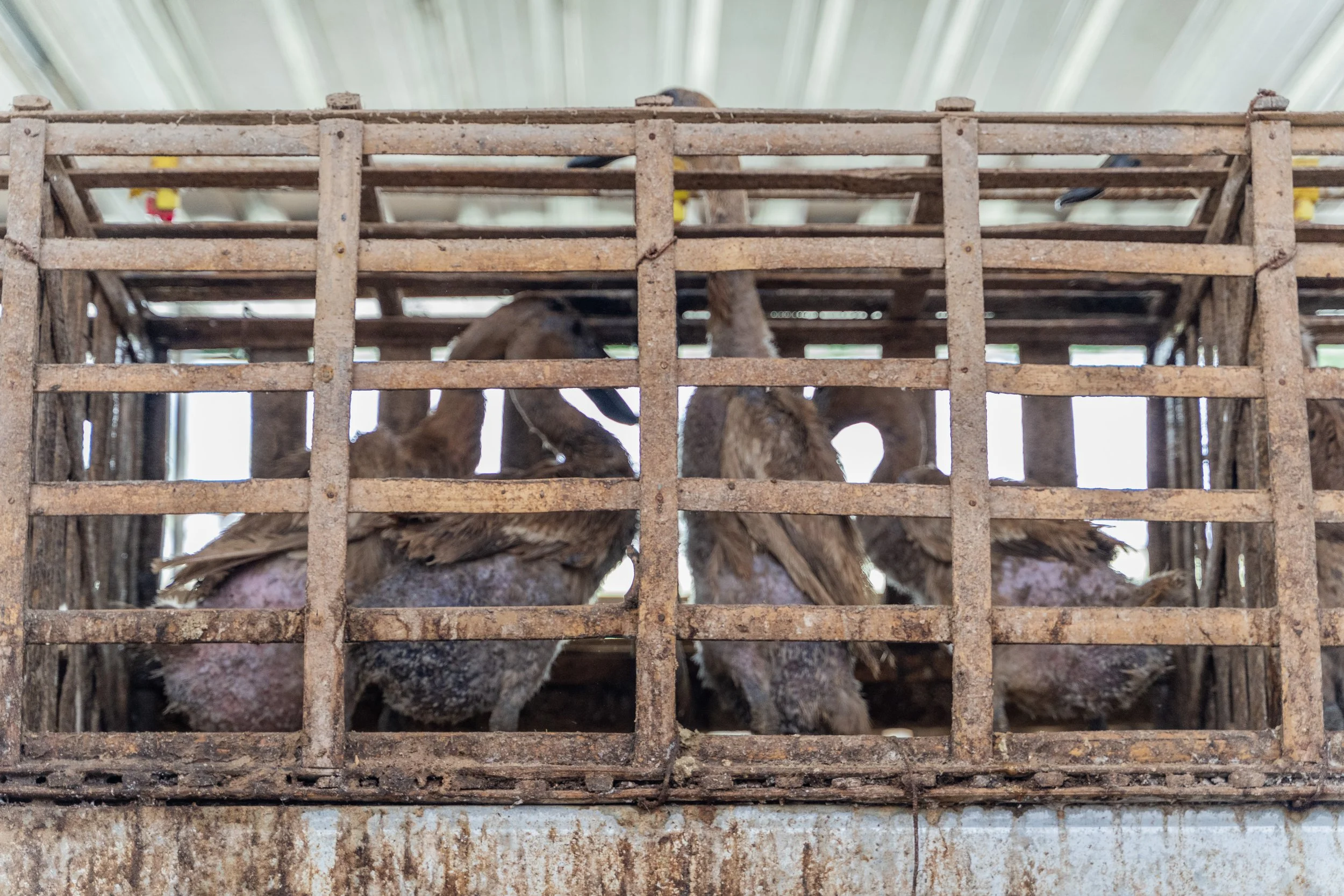 duck farm indonesia-171.jpg