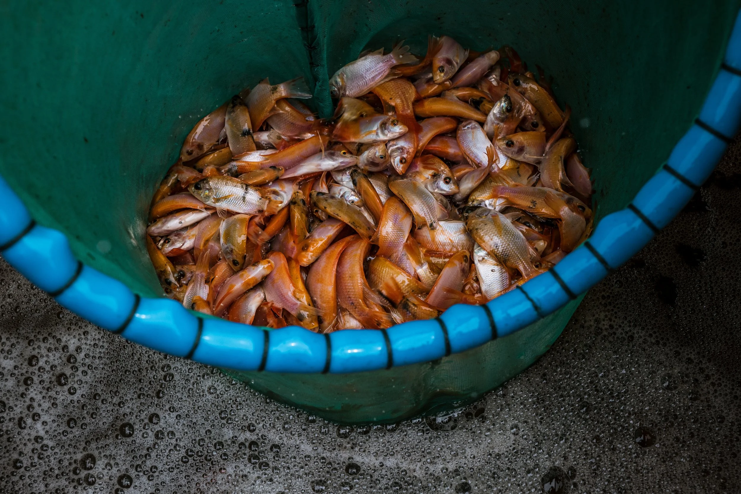 fish farm indonesia-6.jpg