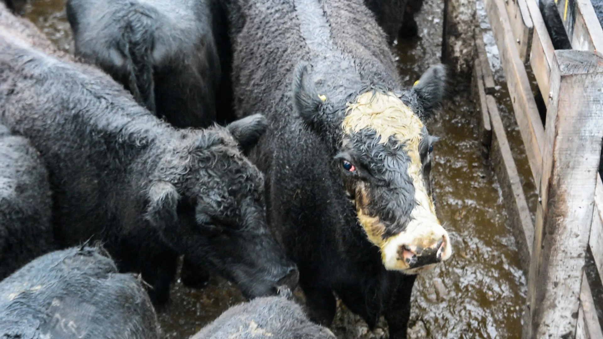 argentinacattle-2-of-10jpg.jpg