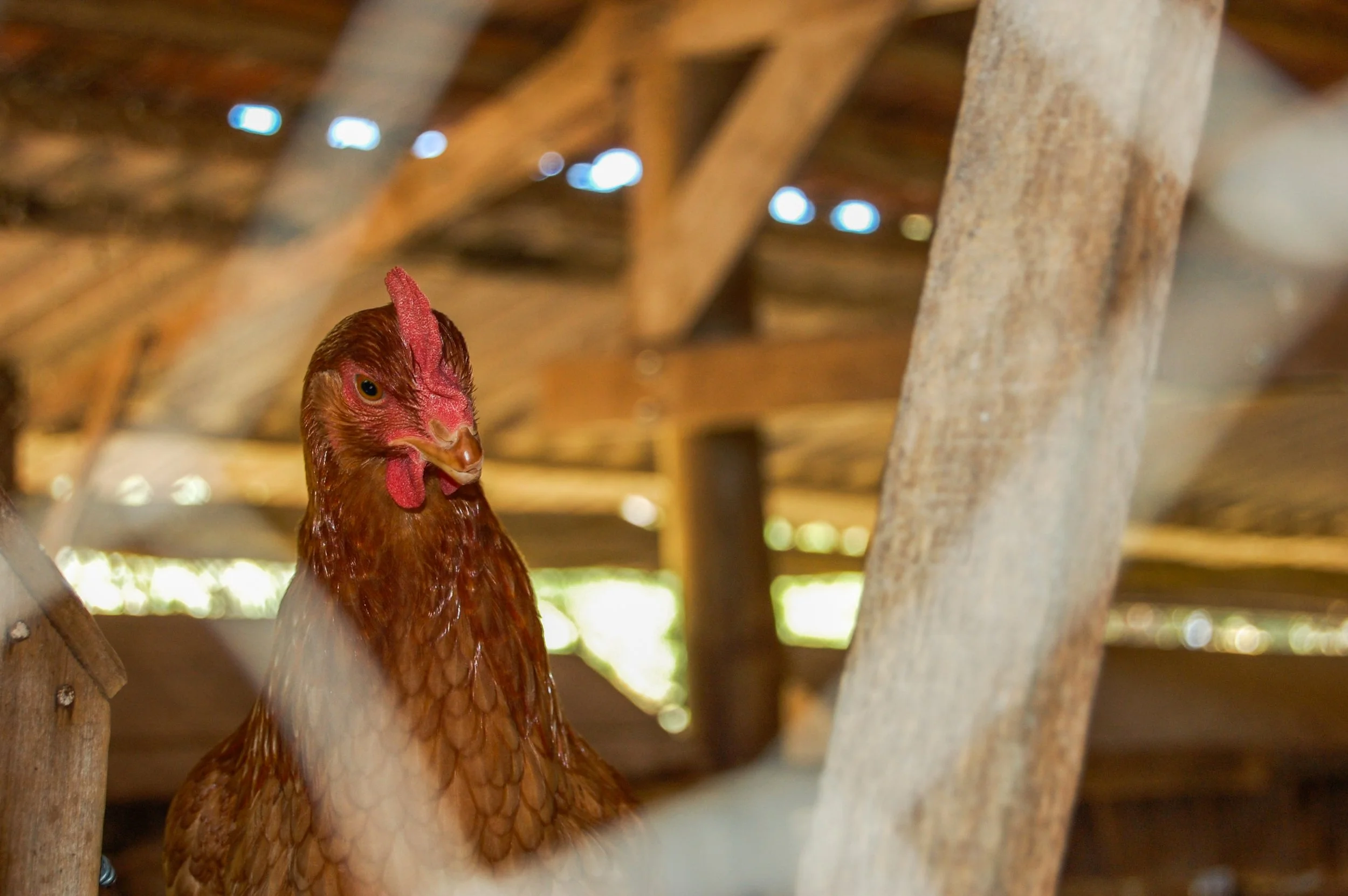 brazilmoreeggfarms-49-of-70jpg.jpg
