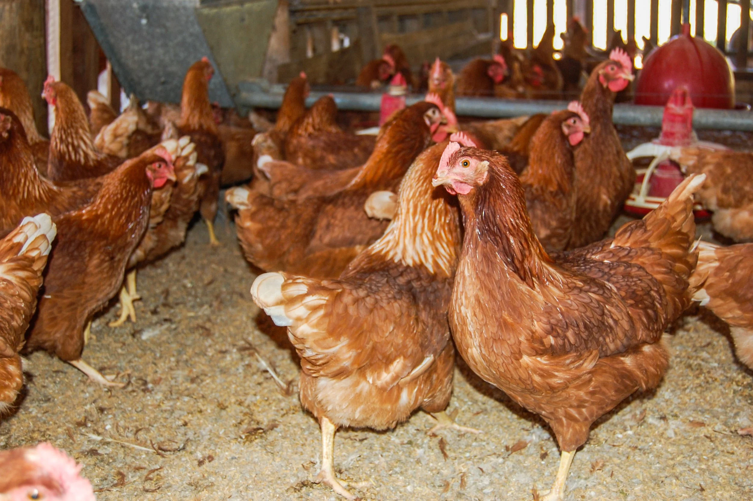 brazilmoreeggfarms-67-of-70jpg.jpg