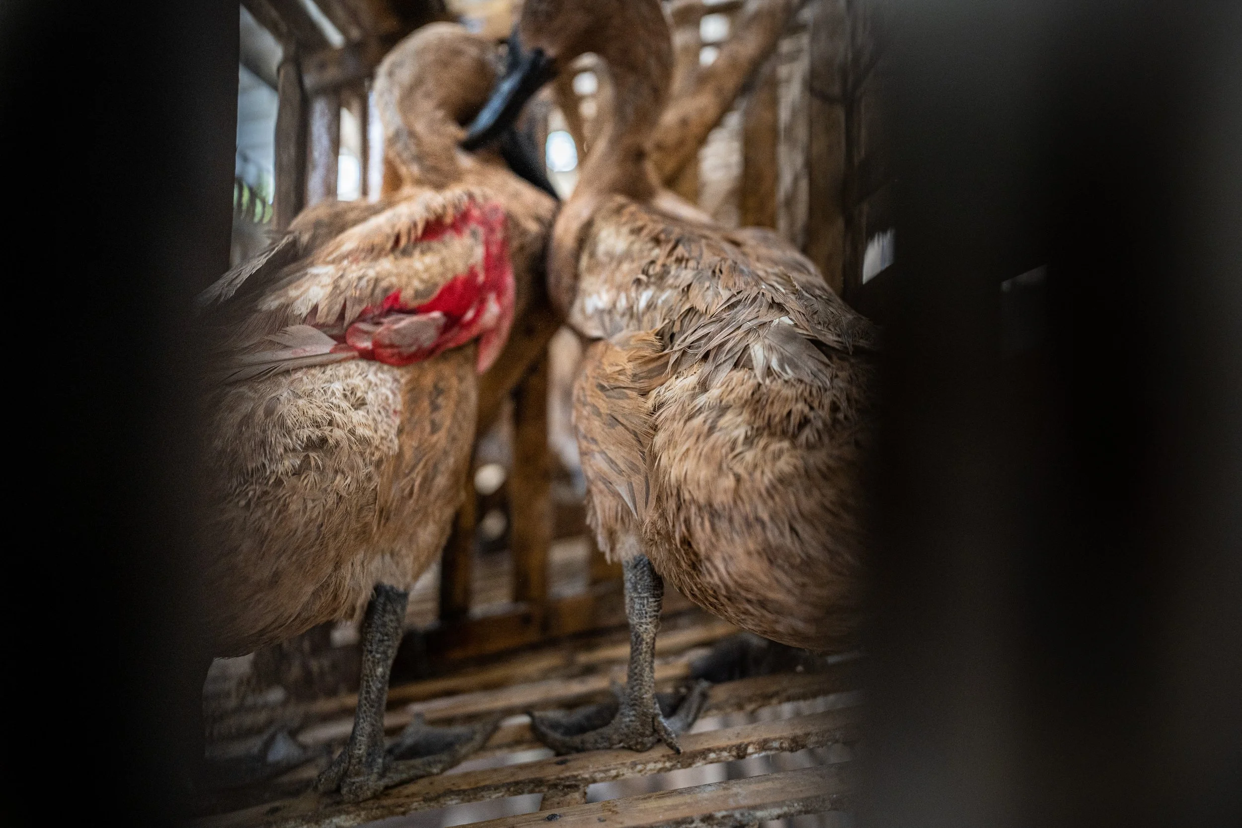 duck farm indonesia-198.jpg