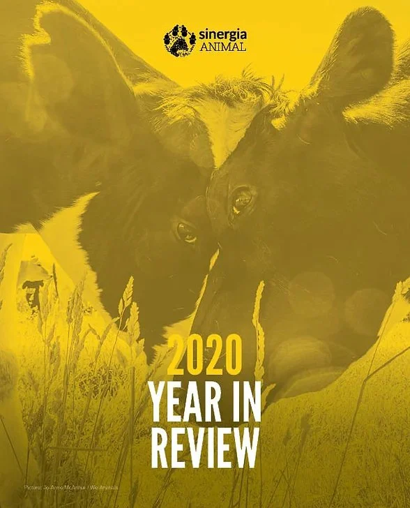 A cover page titled "2020 Year in Review" featuring a black and white cat and dog close together, with yellow overlay and the logo of Sinergia Animal at the top.