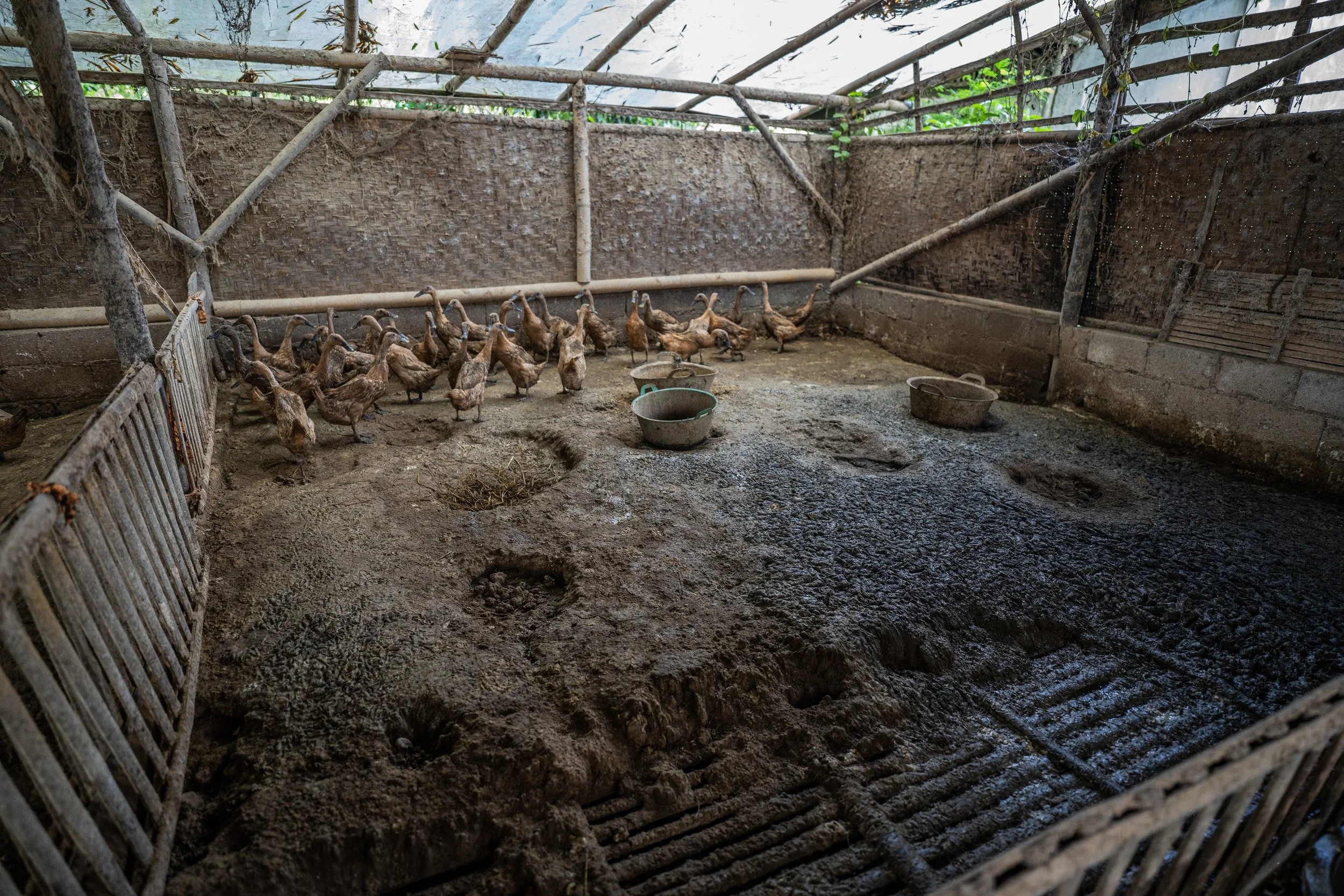 duck farm indonesia-129.jpg