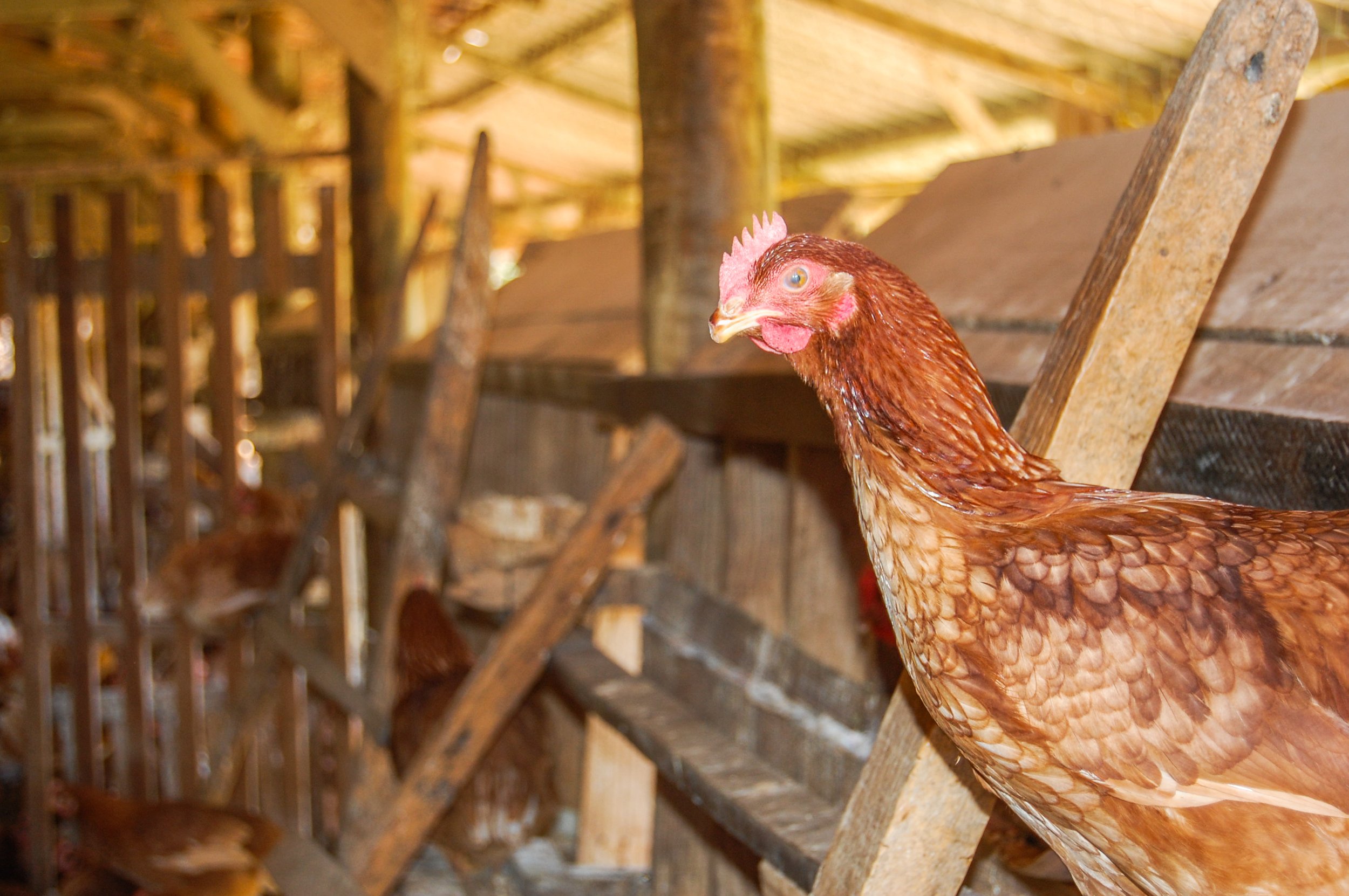 brazilmoreeggfarms-50-of-70jpg.jpg