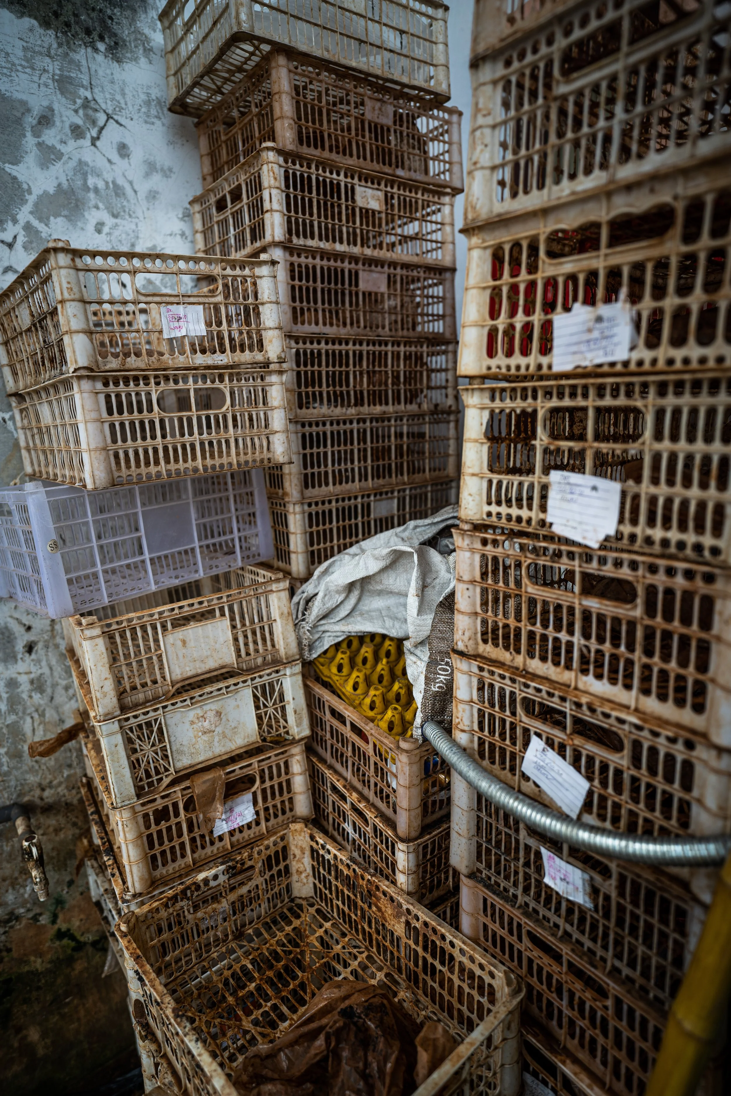 duck farm indonesia-58.jpg