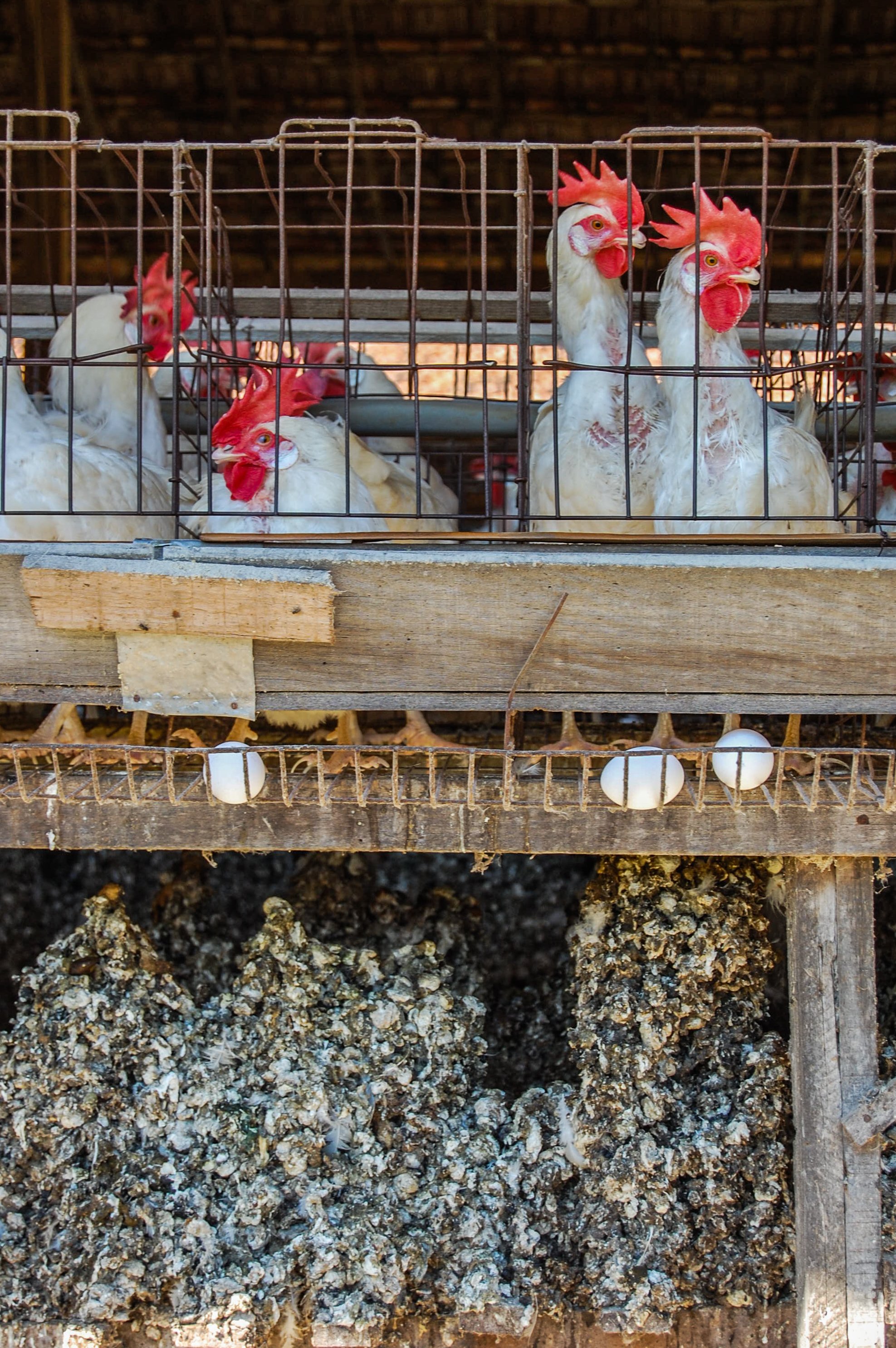 brazilmoreeggfarms-46-of-70jpg.jpg
