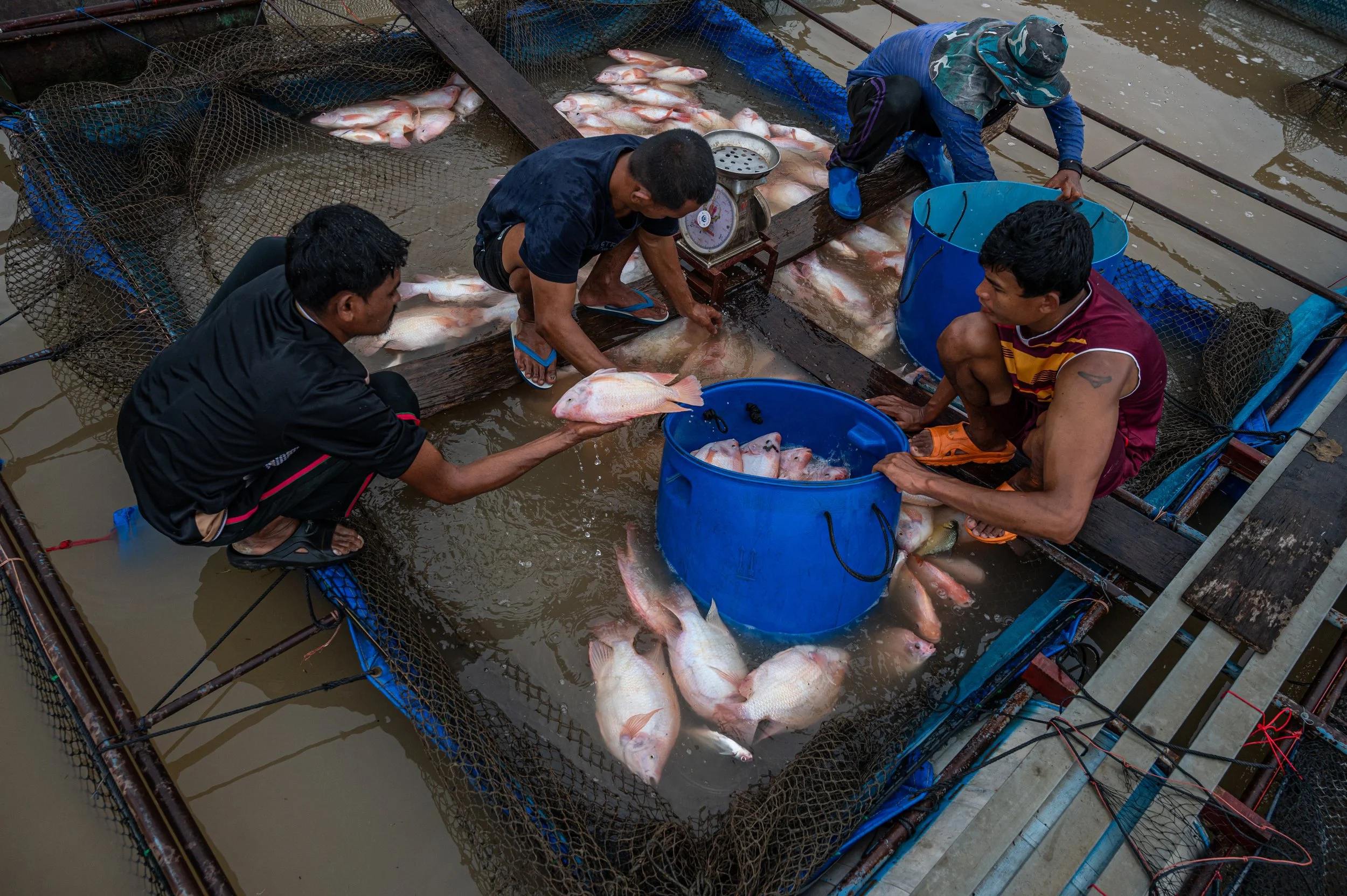 fish farm thailand-226.jpg