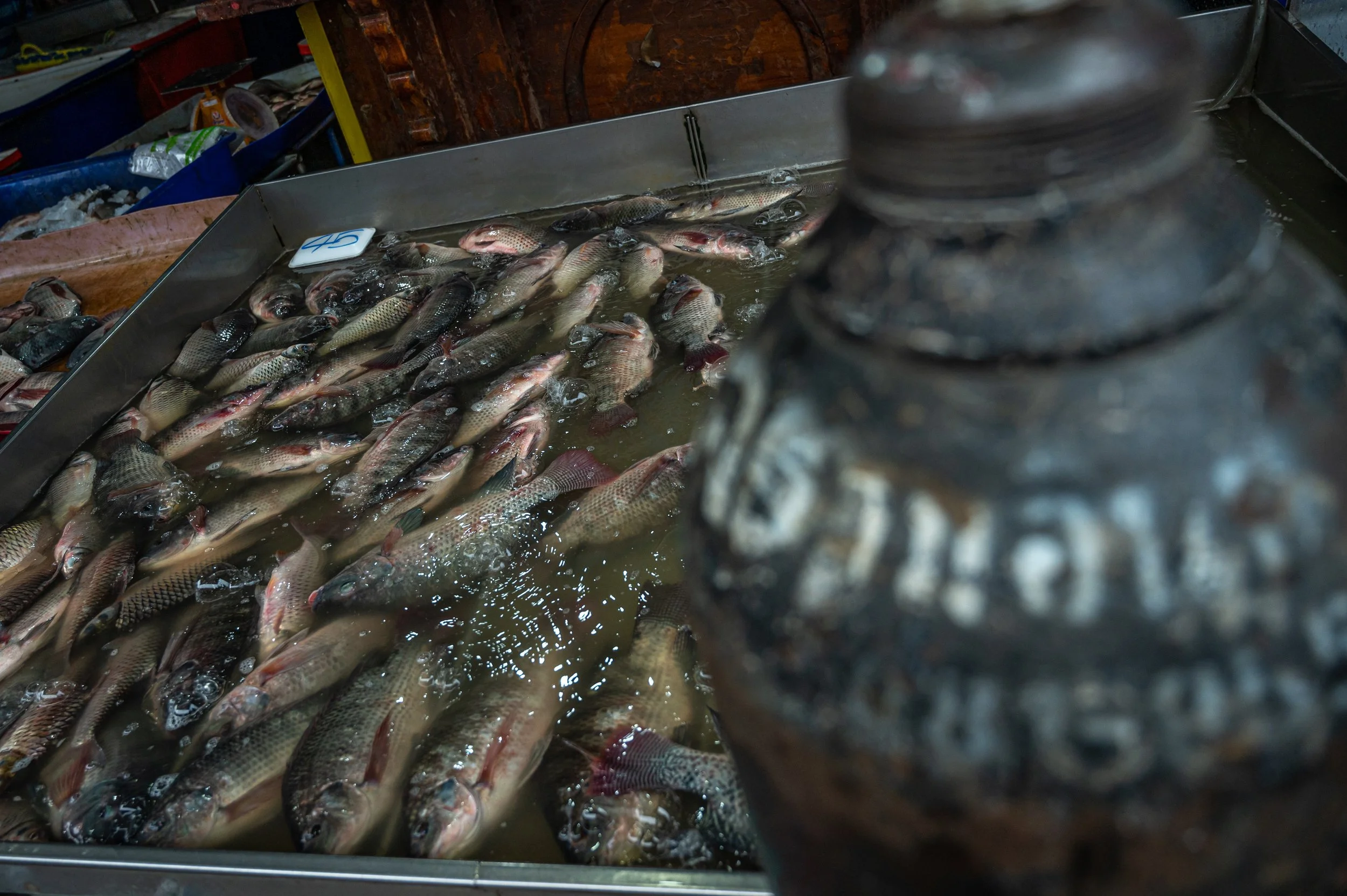 fish farm thailand-41.jpg