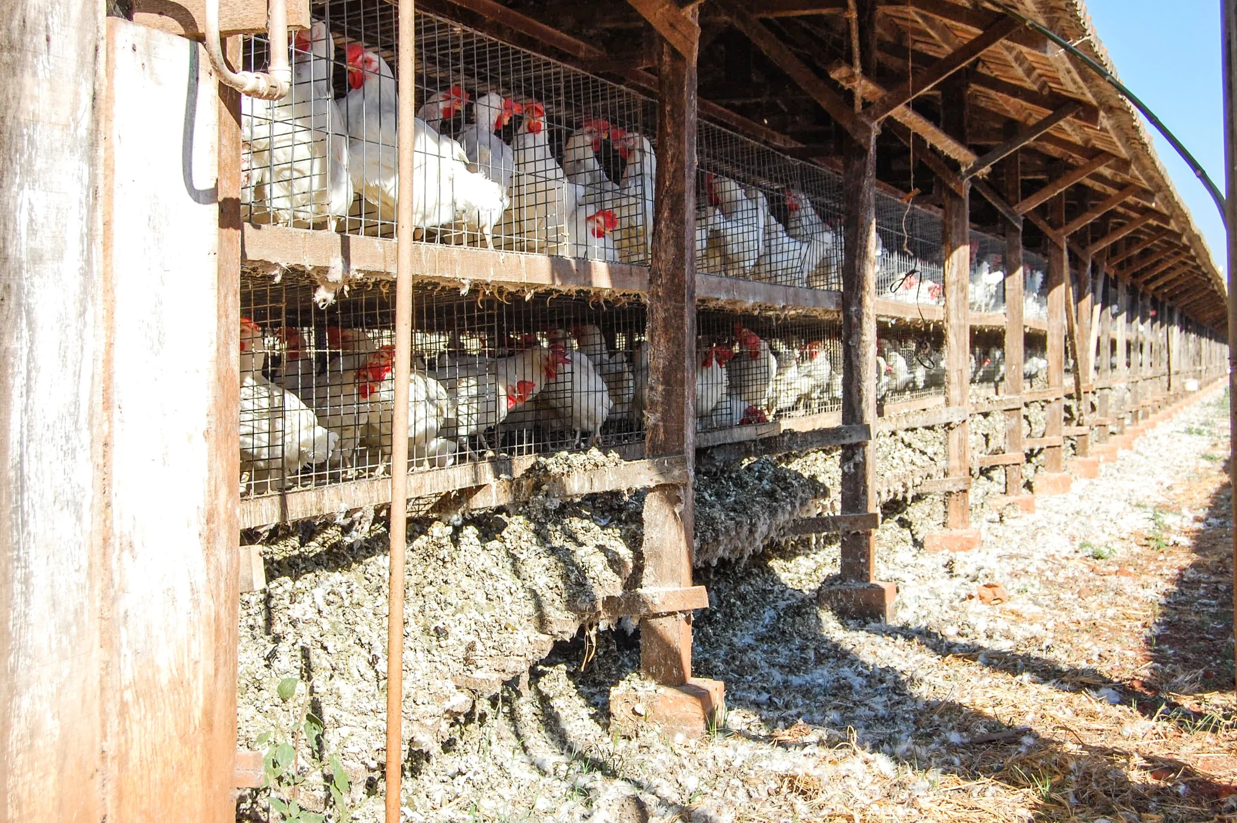 brazilmoreeggfarms-17-of-70jpg.jpg