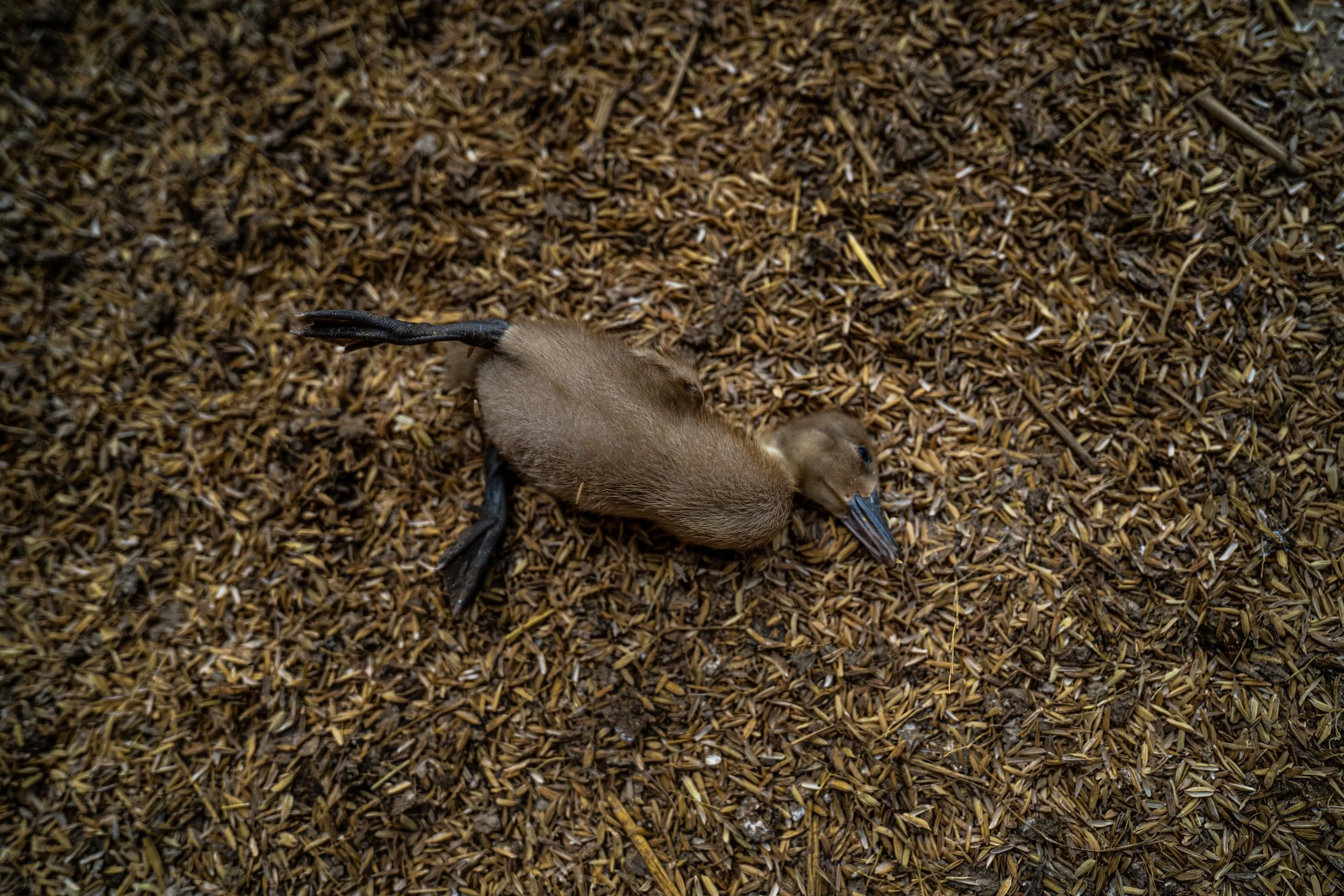 duck farm indonesia-163.jpg