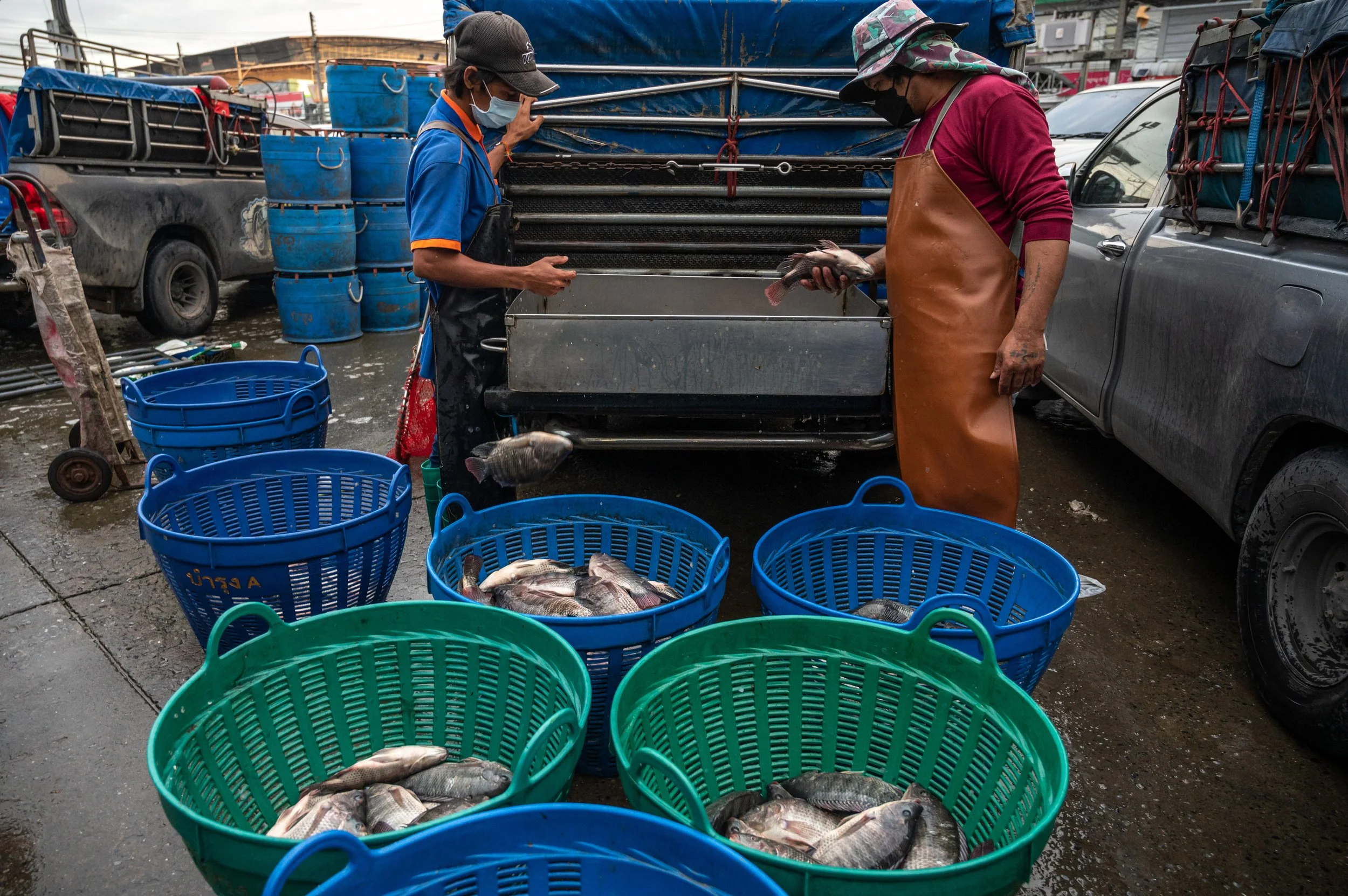 fish farm thailand-92.jpg