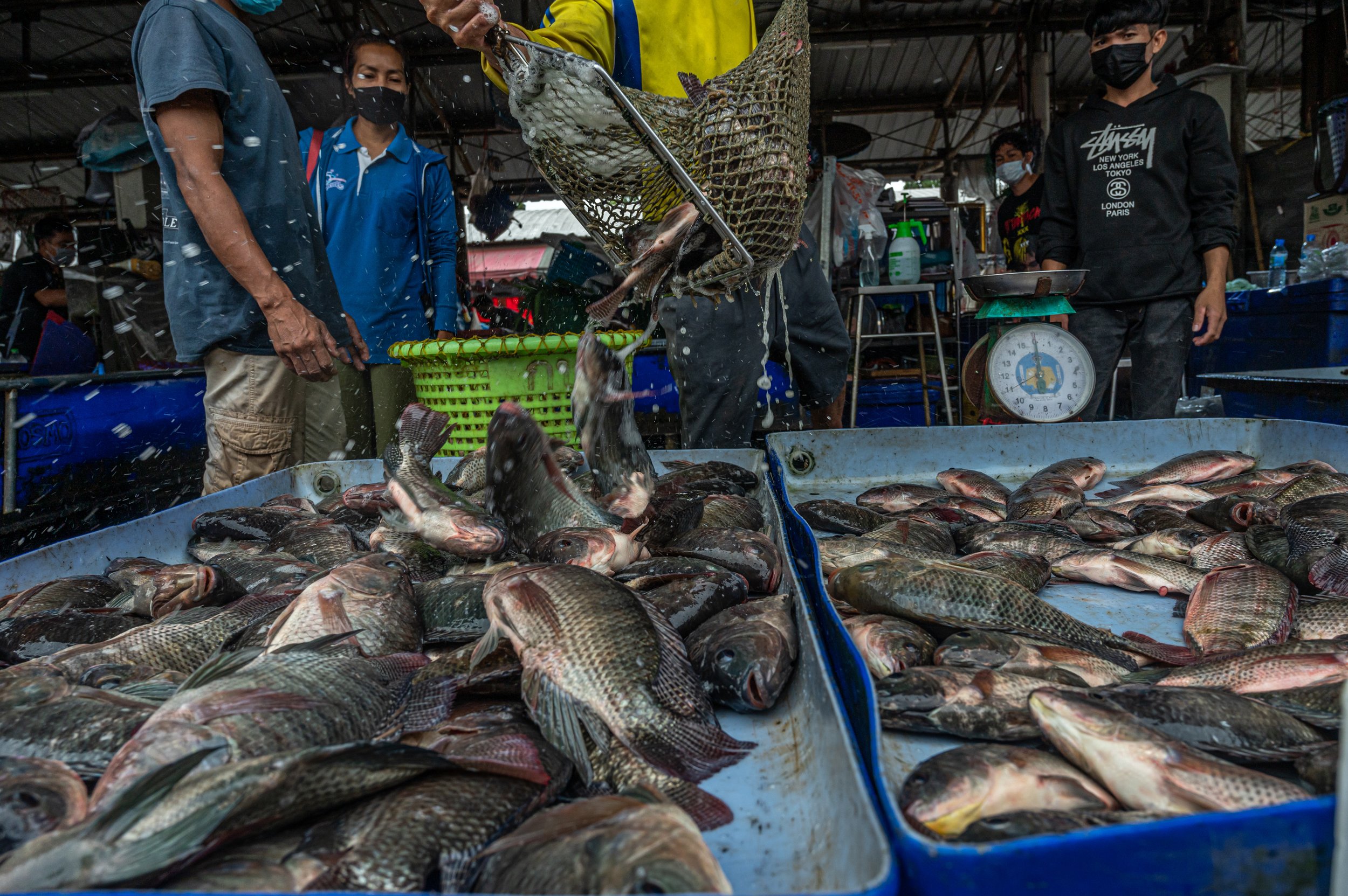 fish farm thailand-32.jpg