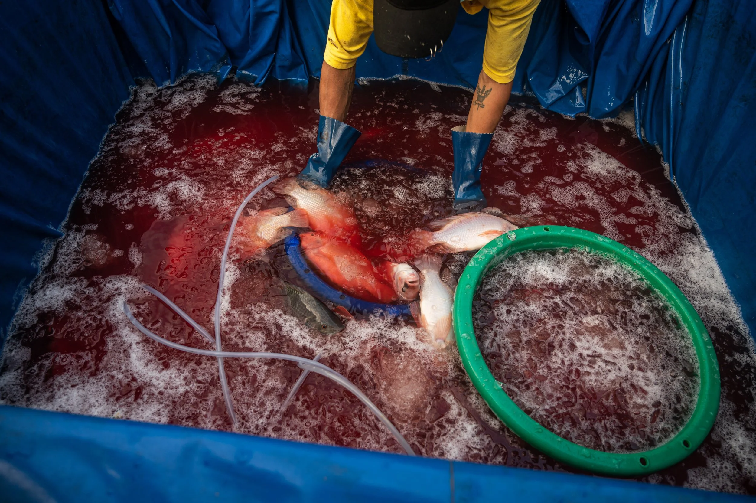 fish farm thailand-184.jpg