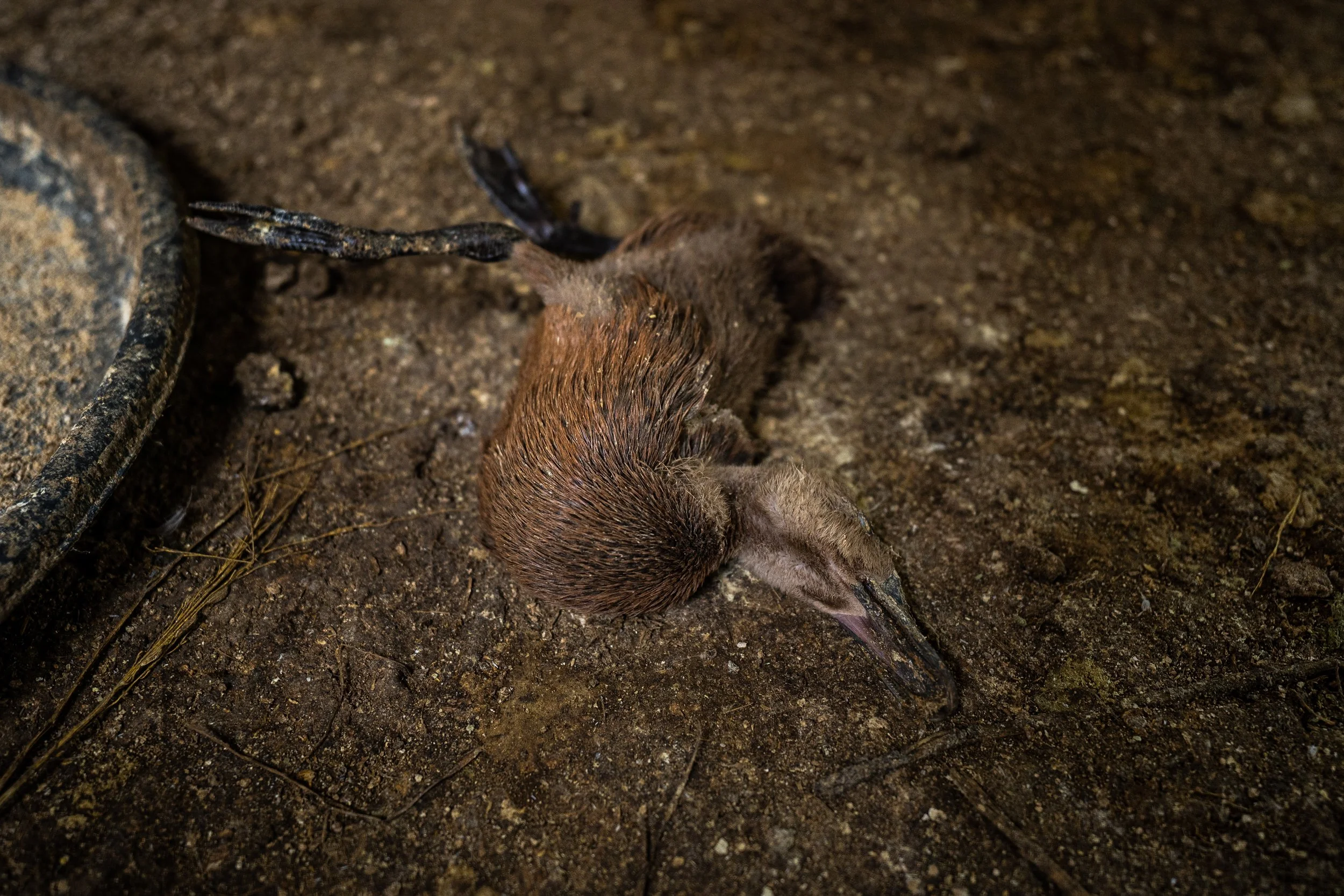 duck farm indonesia-27.jpg