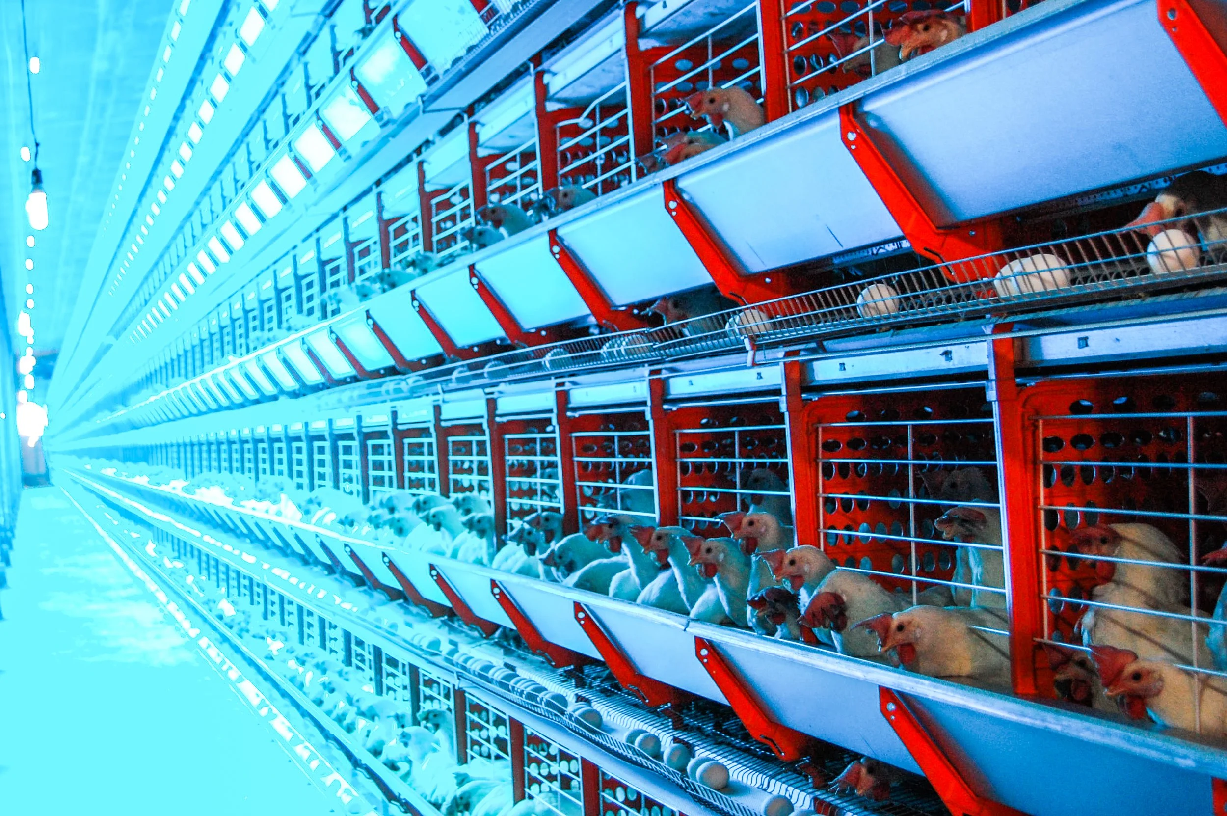 brazilmoreeggfarms-27-of-70jpg.jpg