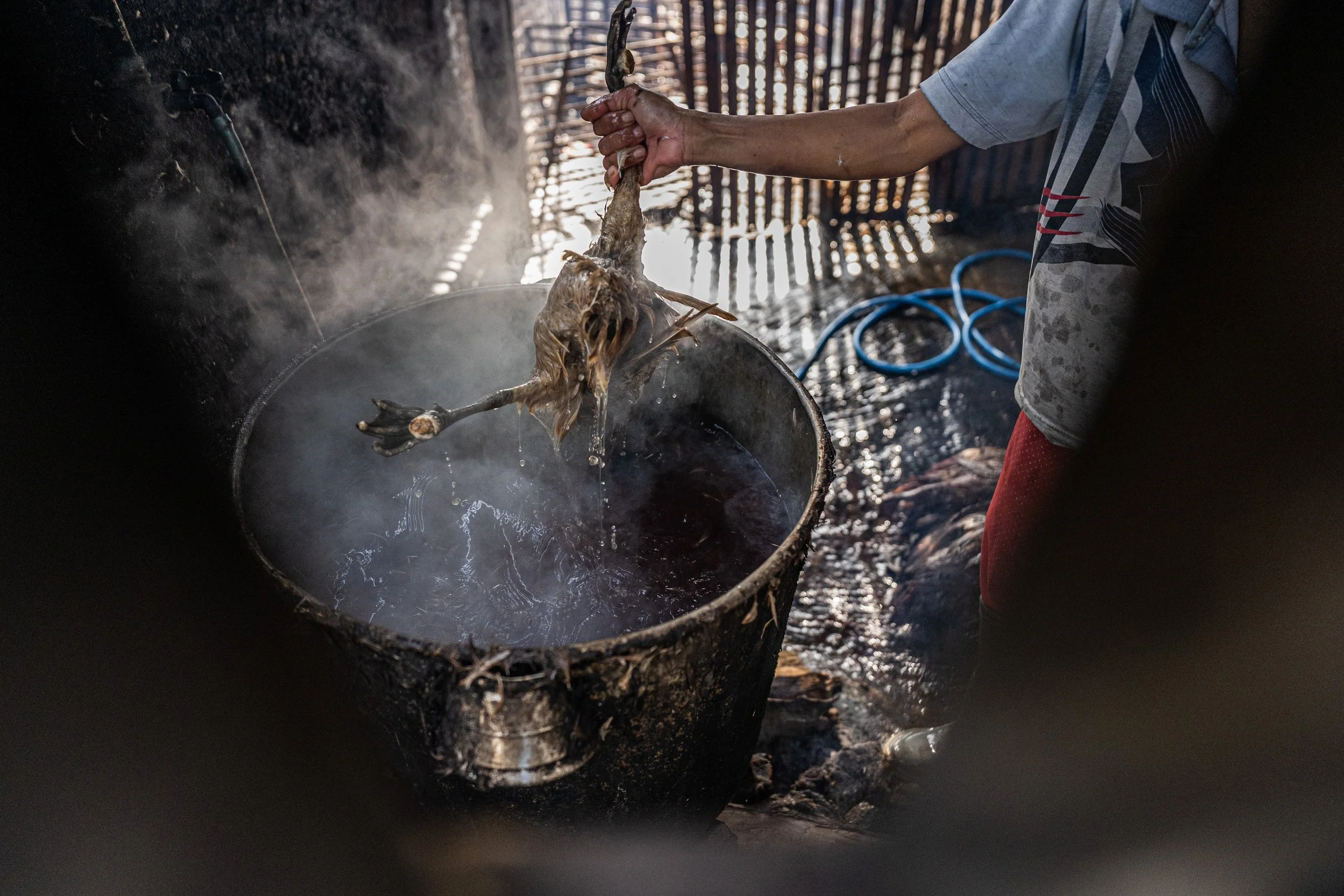 duck farm indonesia-115.jpg