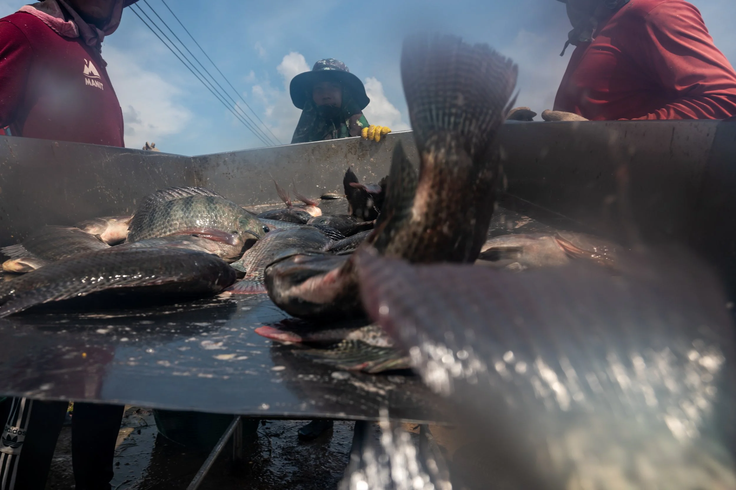 fish farm thailand-72.jpg