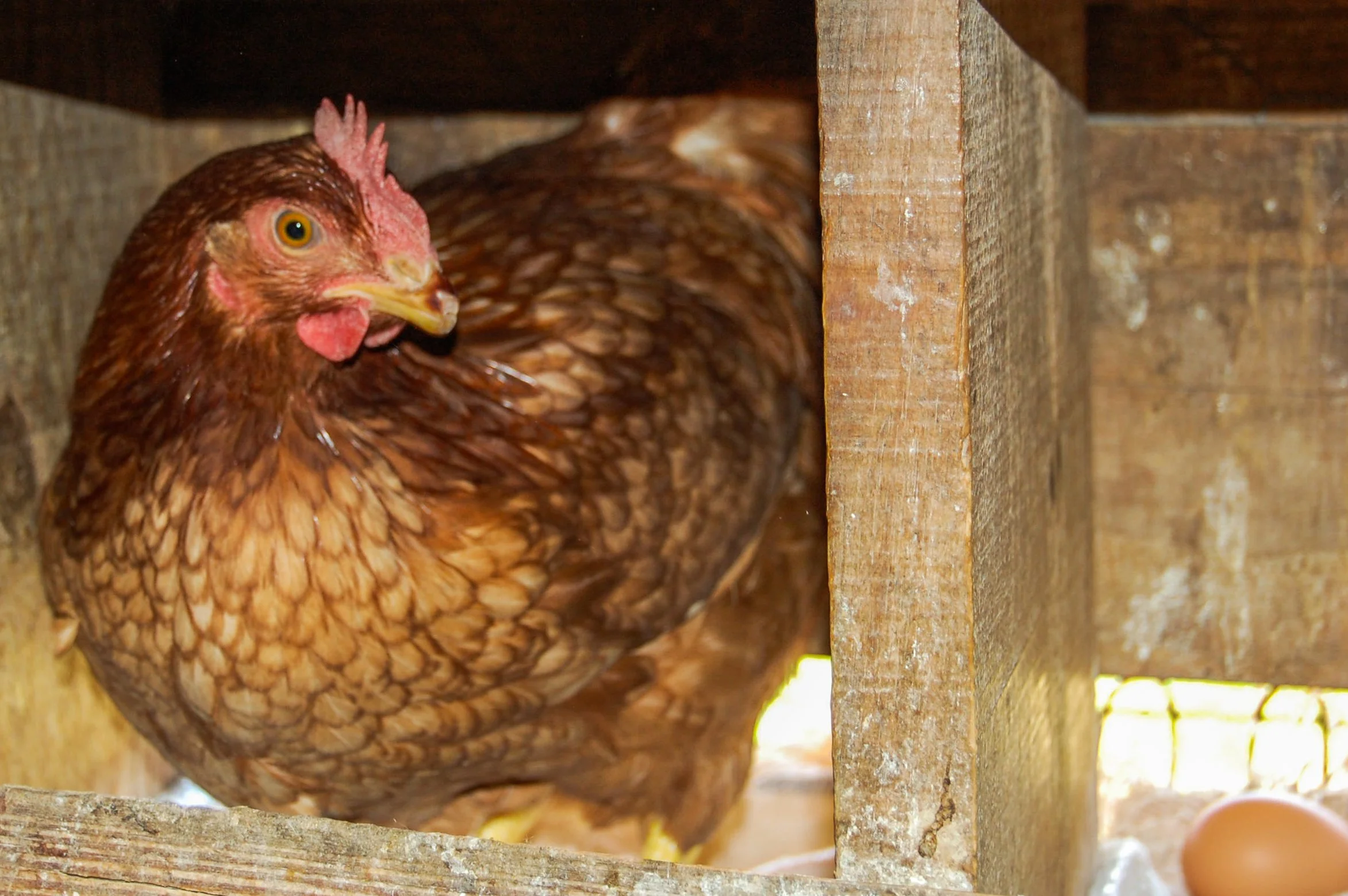 brazilmoreeggfarms-64-of-70jpg.jpg