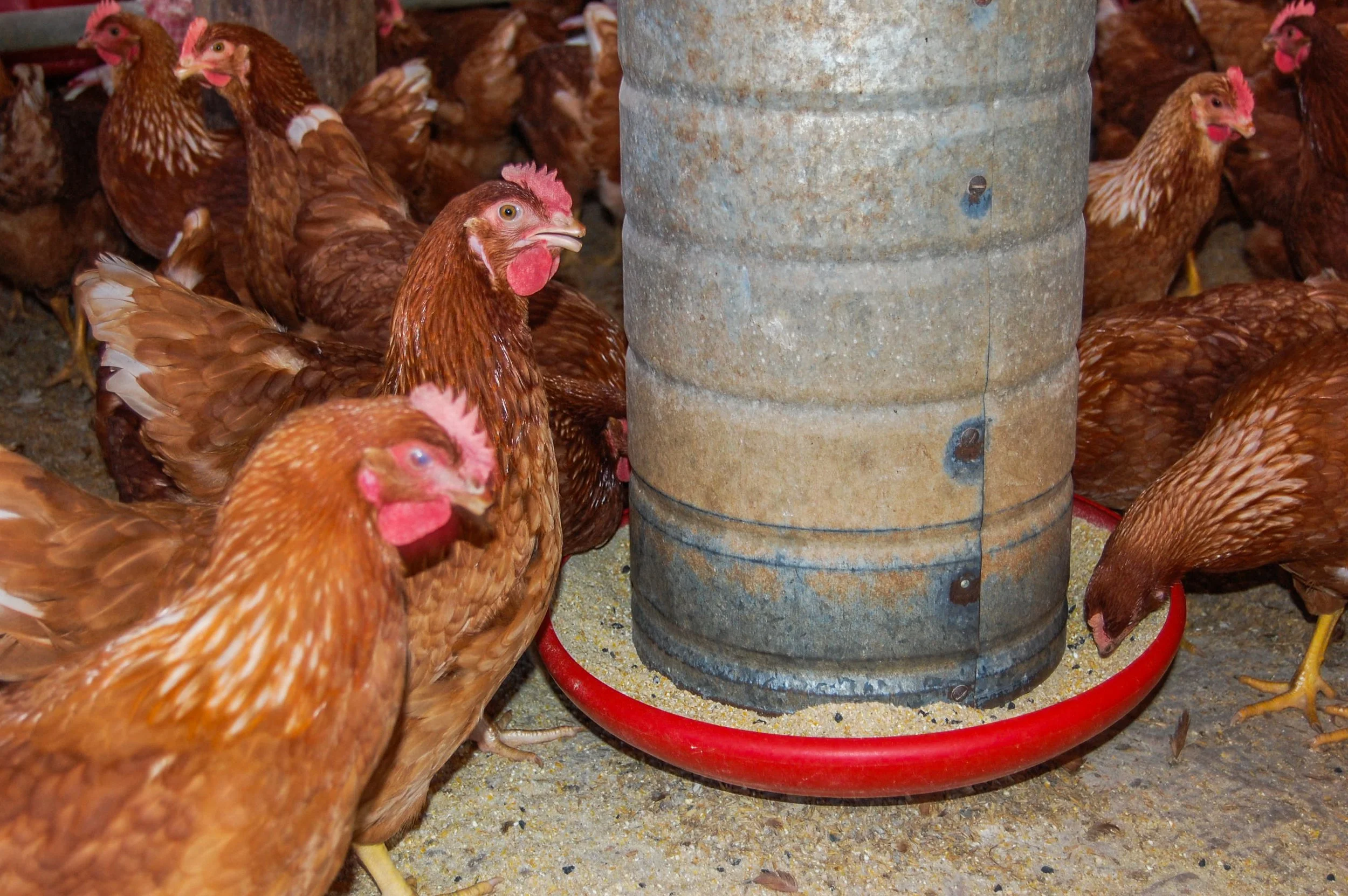 brazilmoreeggfarms-66-of-70jpg.jpg