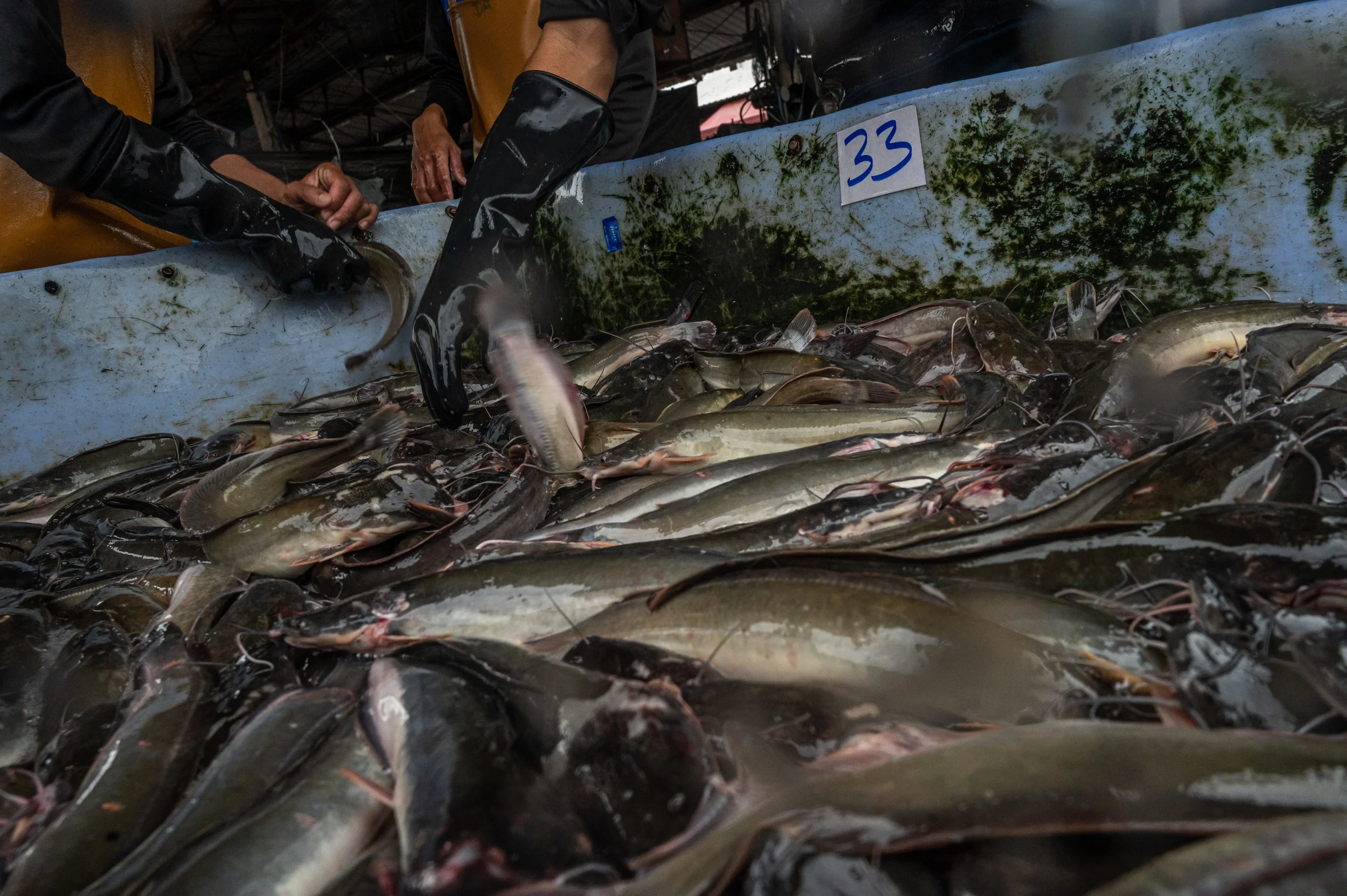 fish farm thailand-38.jpg