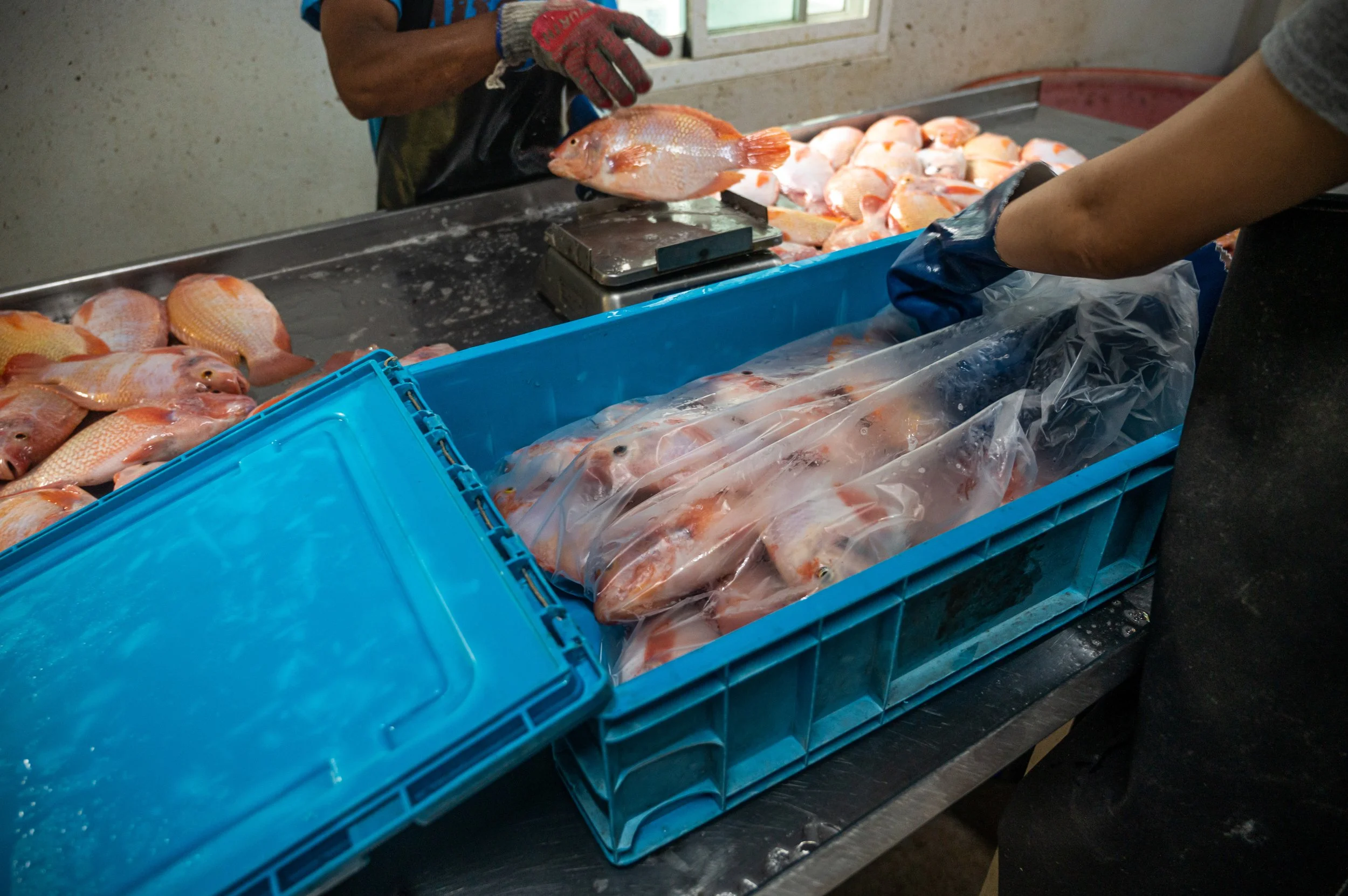 fish farm thailand-15.jpg