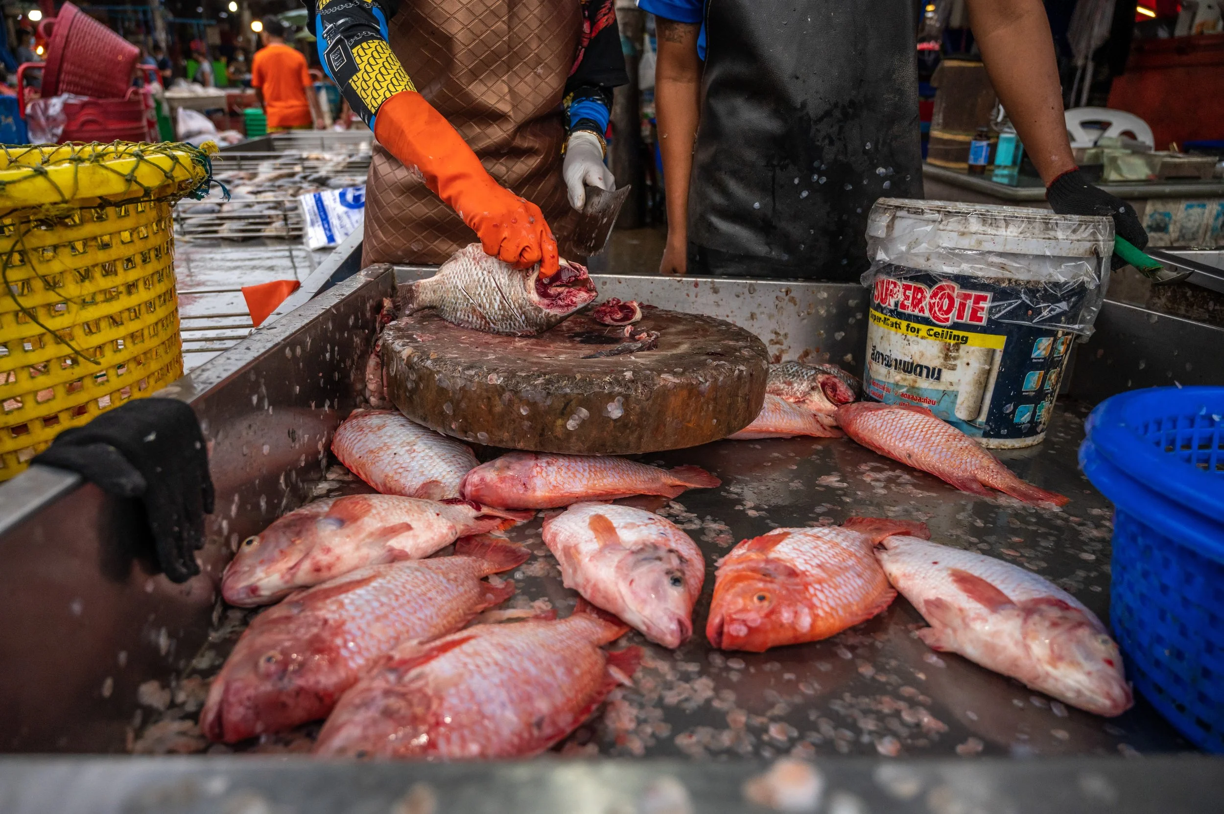fish farm thailand-75.jpg