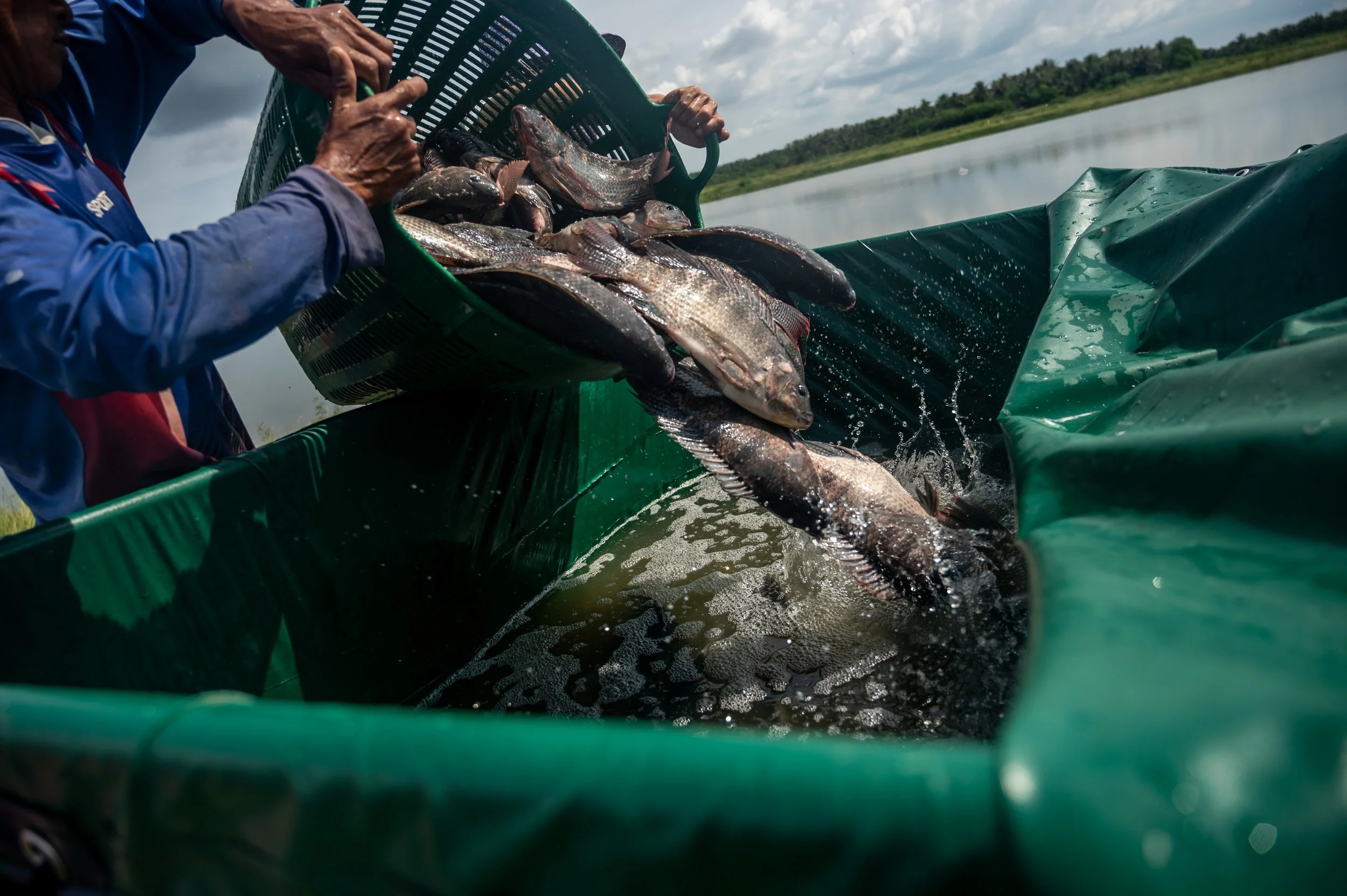 fish farm thailand-109.jpg