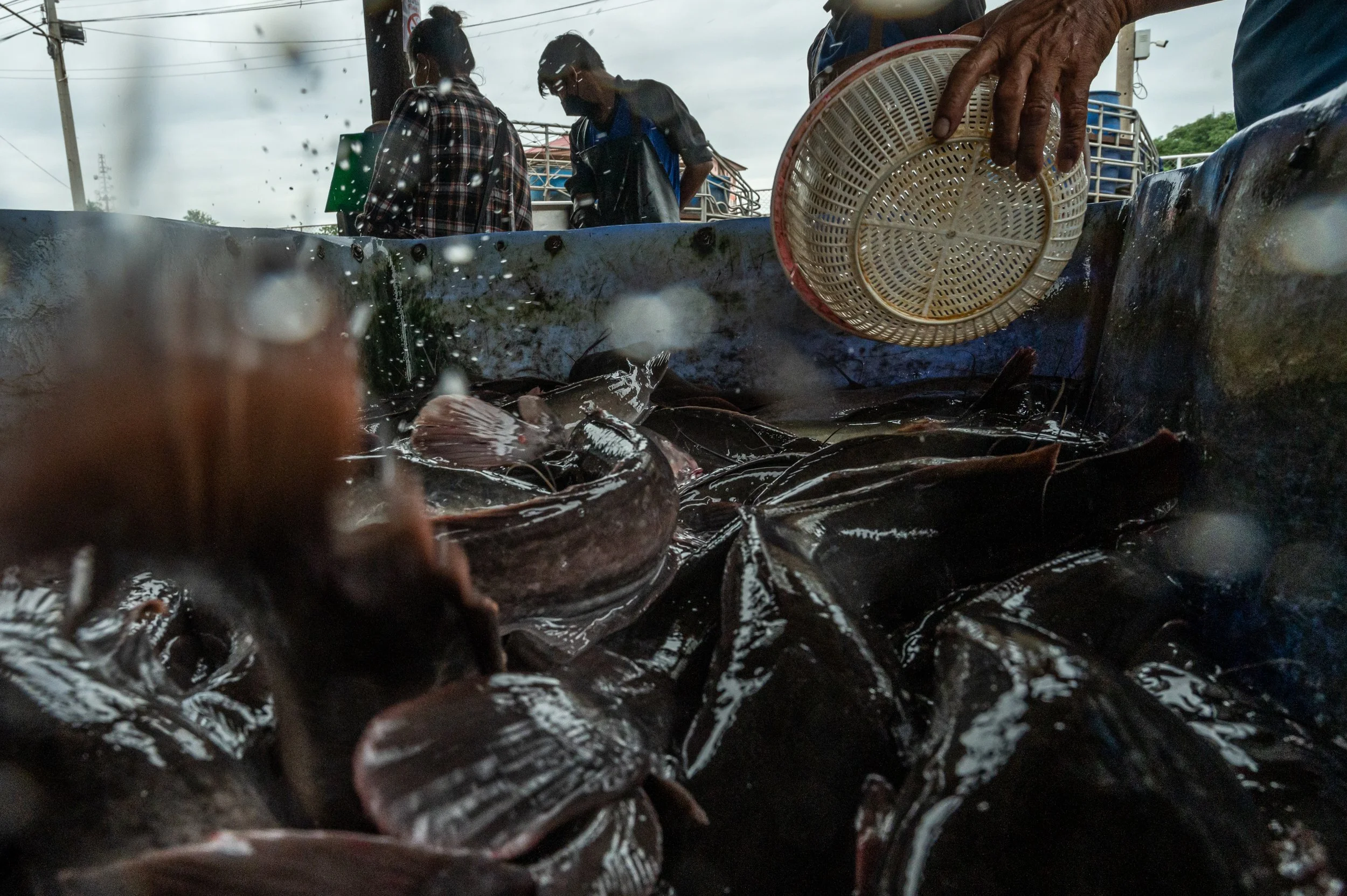 fish farm thailand-47.jpg