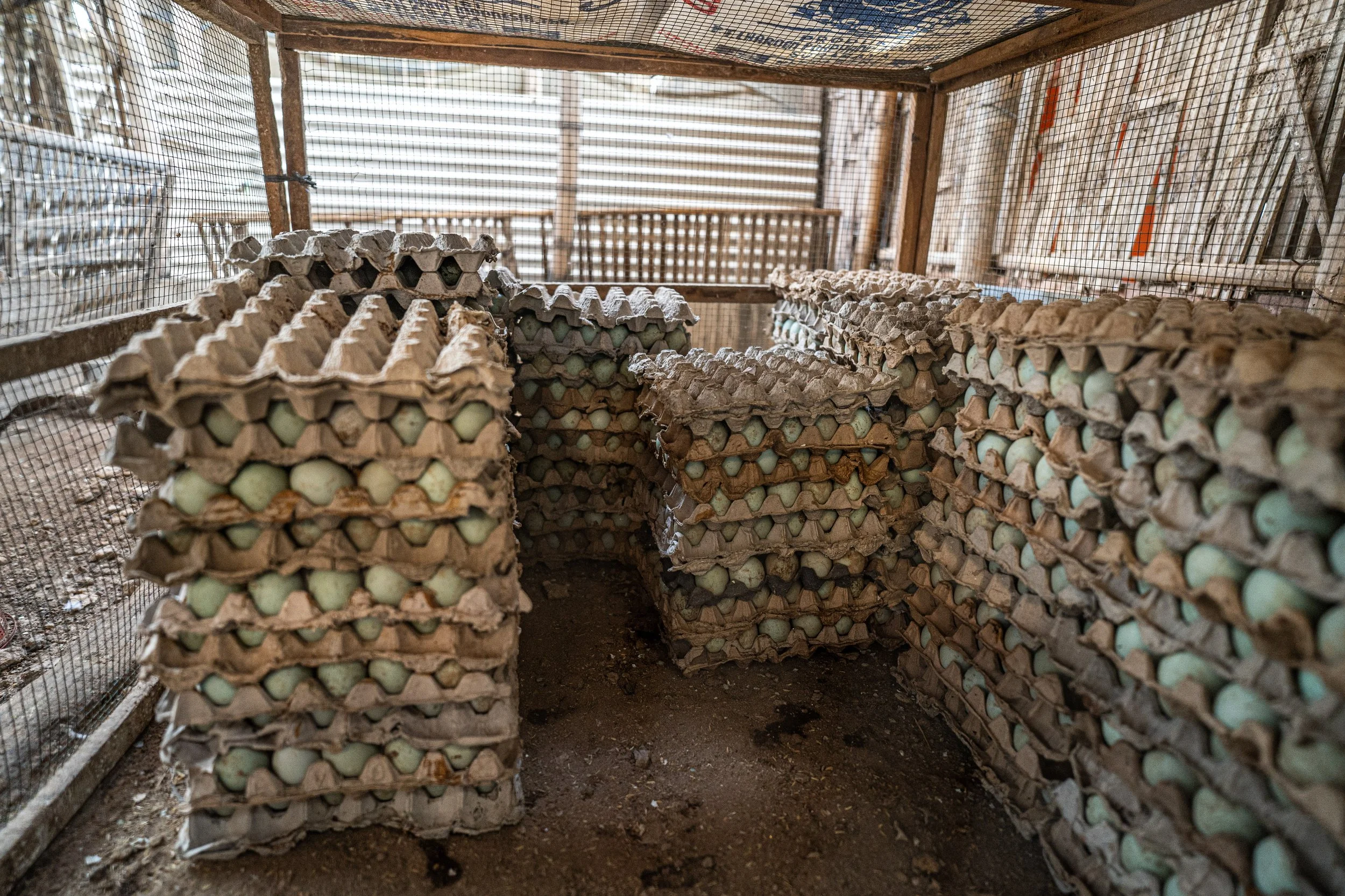 duck farm indonesia-30.jpg