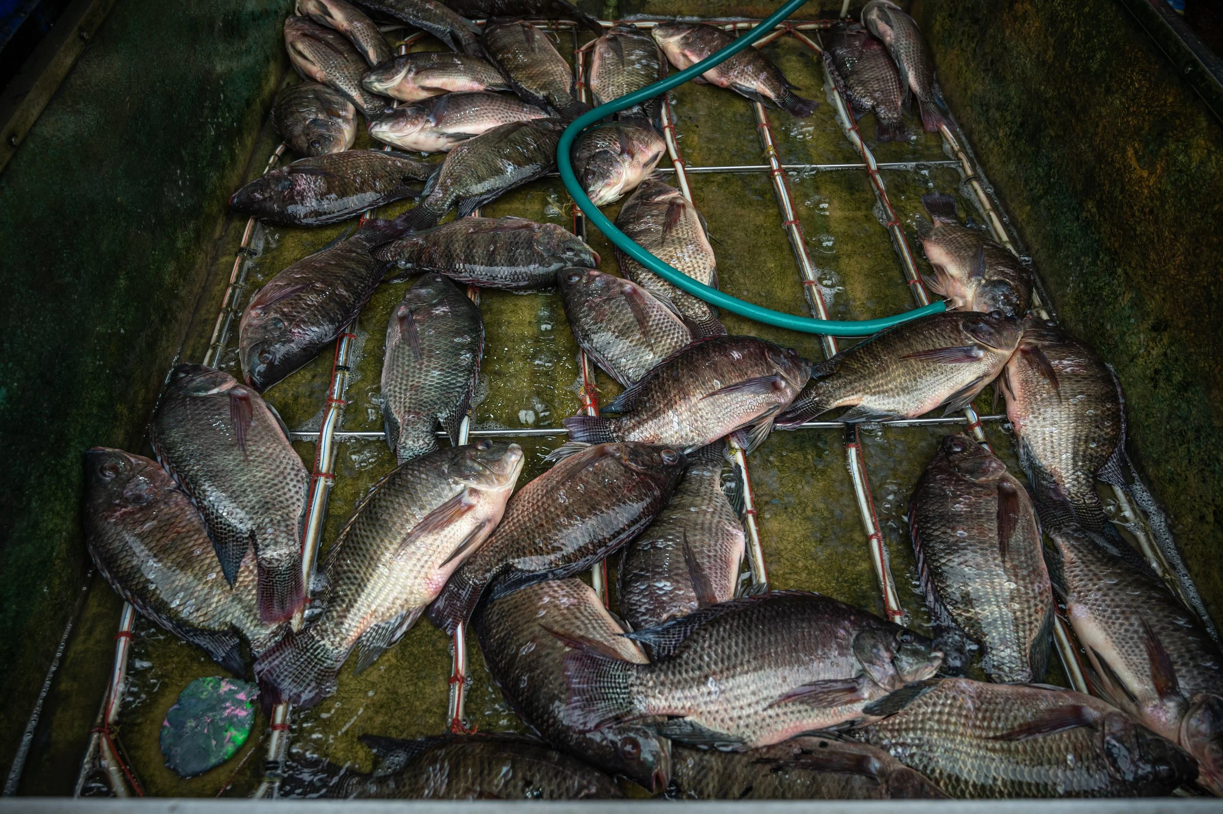 fish farm thailand-42.jpg