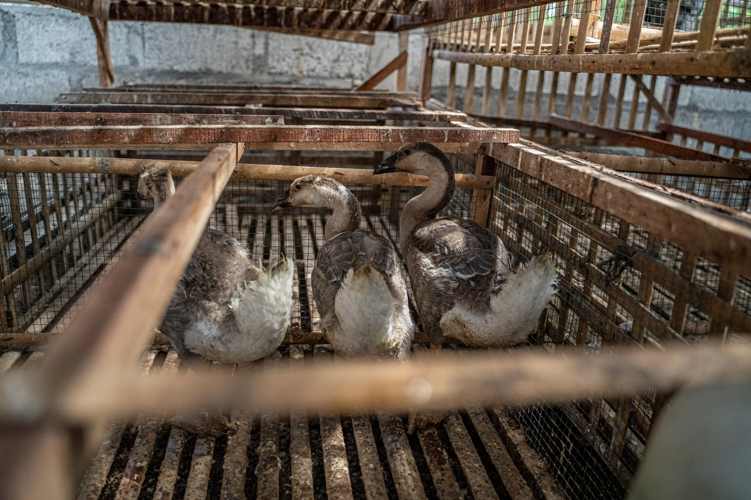 duck farm indonesia-180.jpg