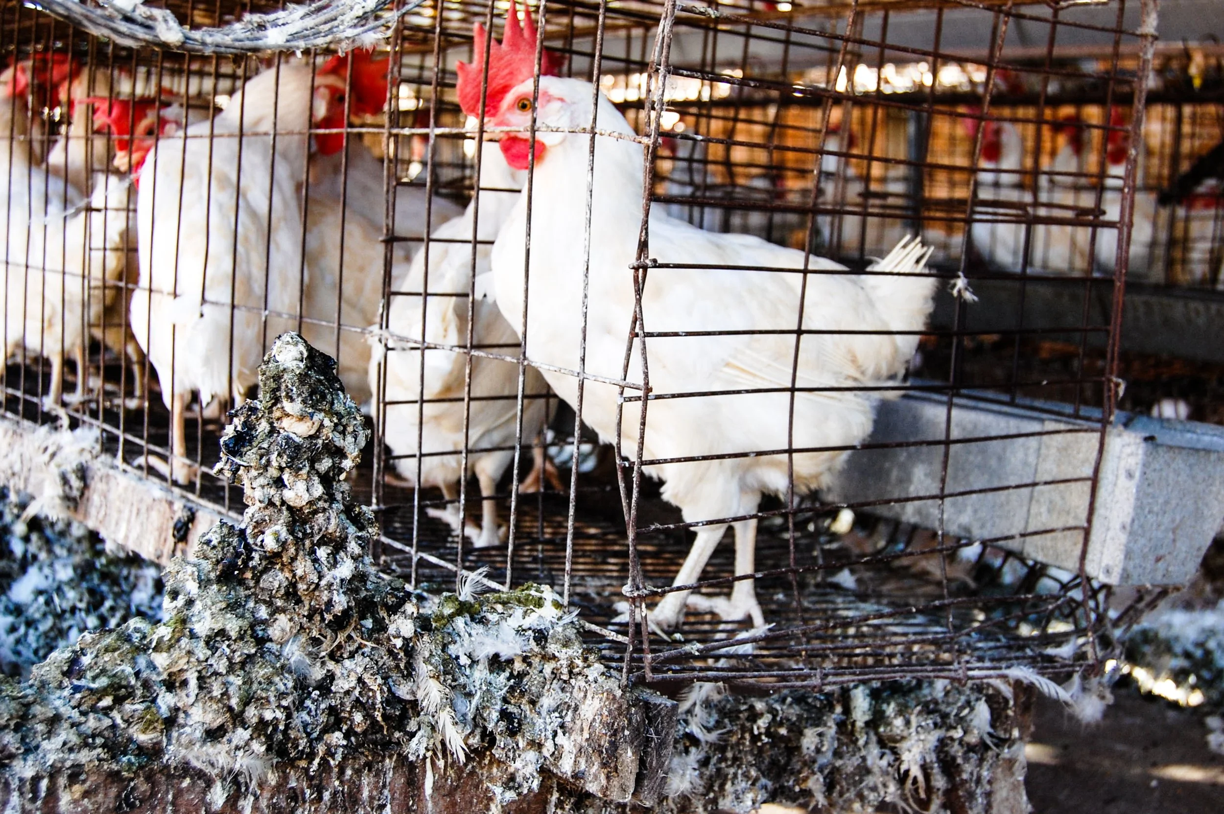 brazilmoreeggfarms-2-of-70jpg.jpg