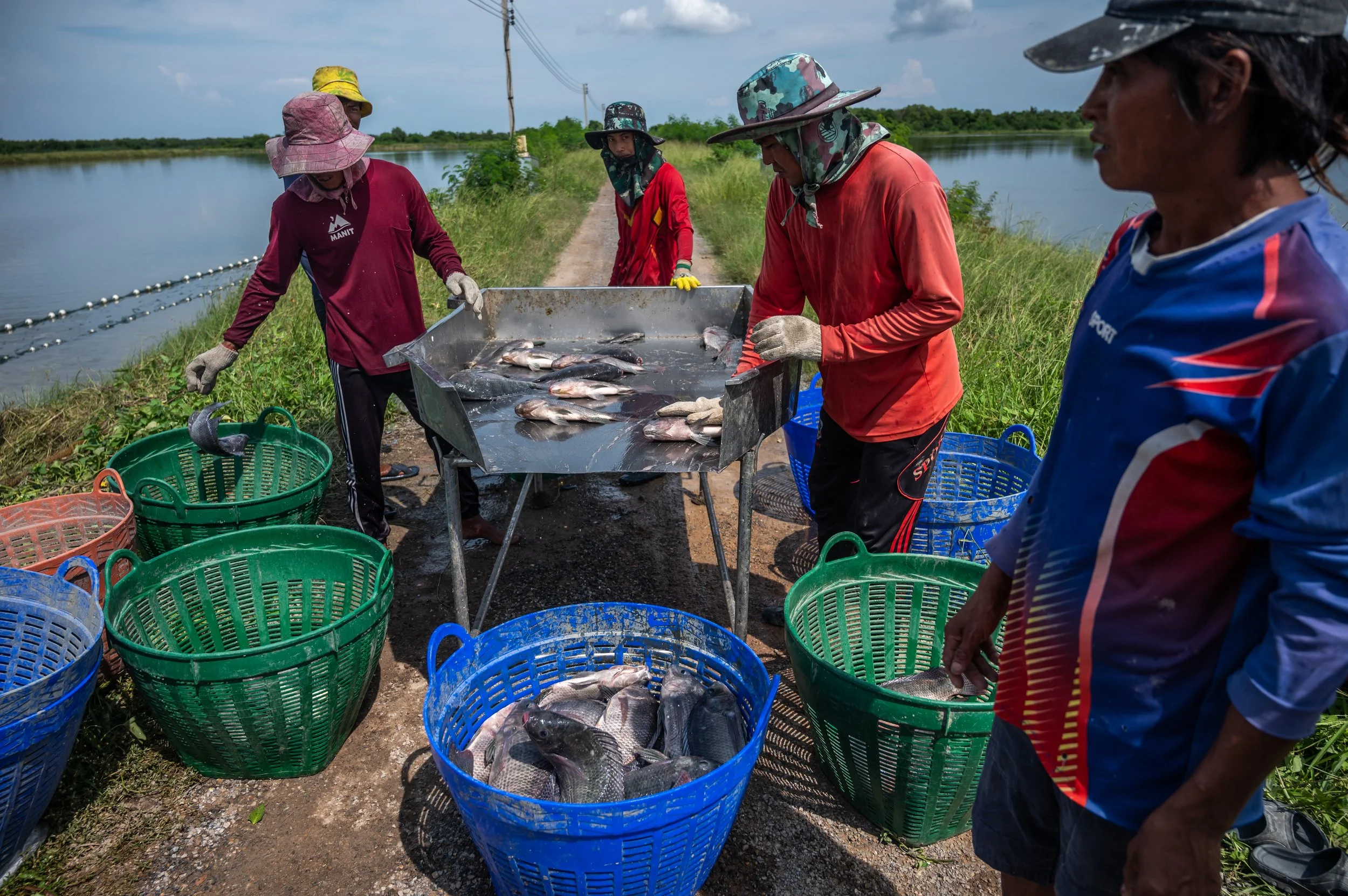 fish farm thailand-151.jpg