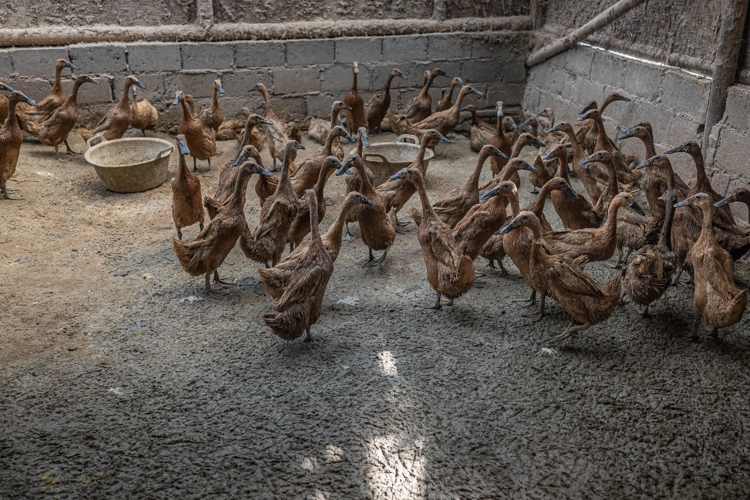 duck farm indonesia-66.jpg