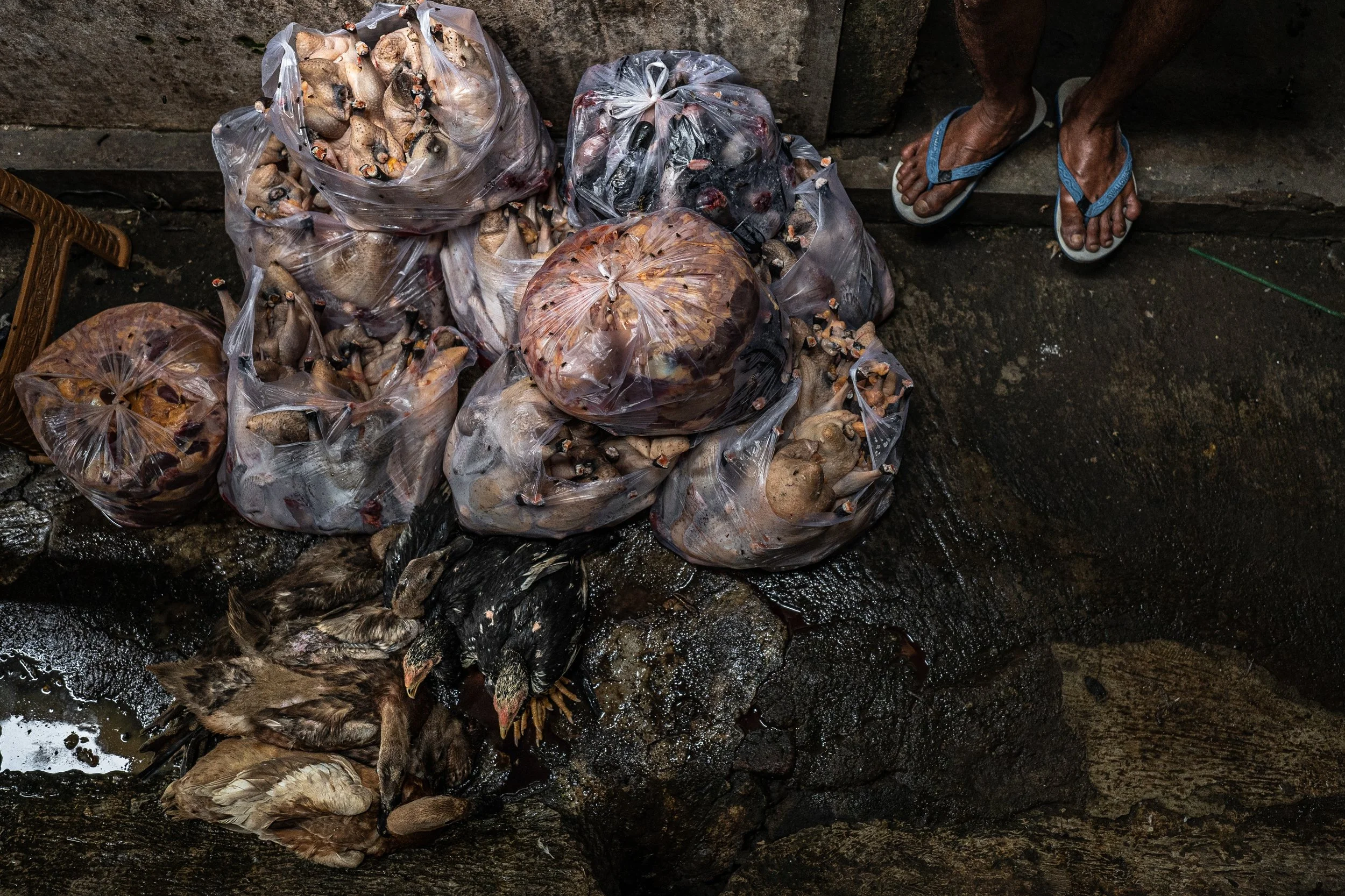 duck farm indonesia-40.jpg