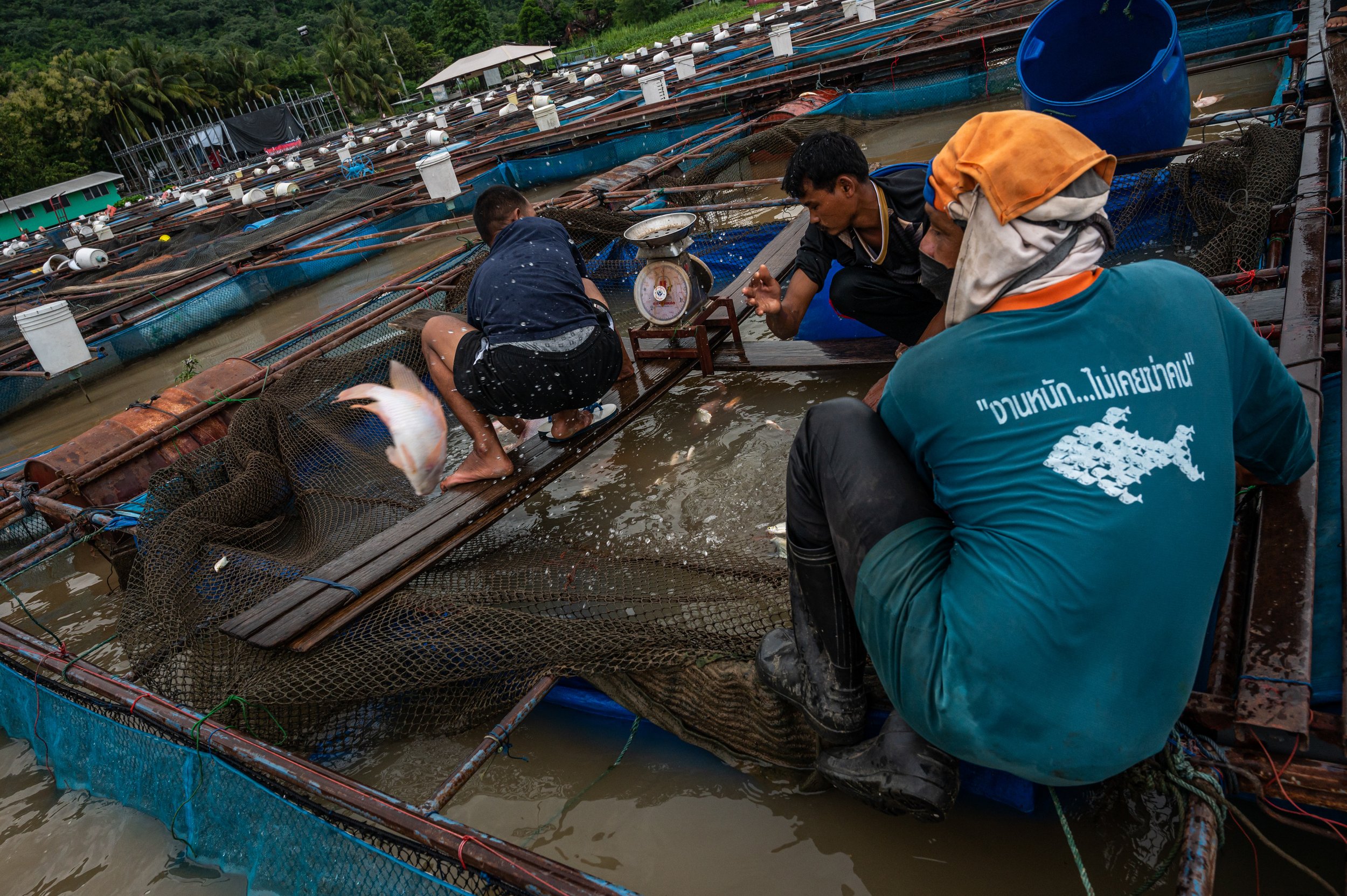 fish farm thailand-234.jpg