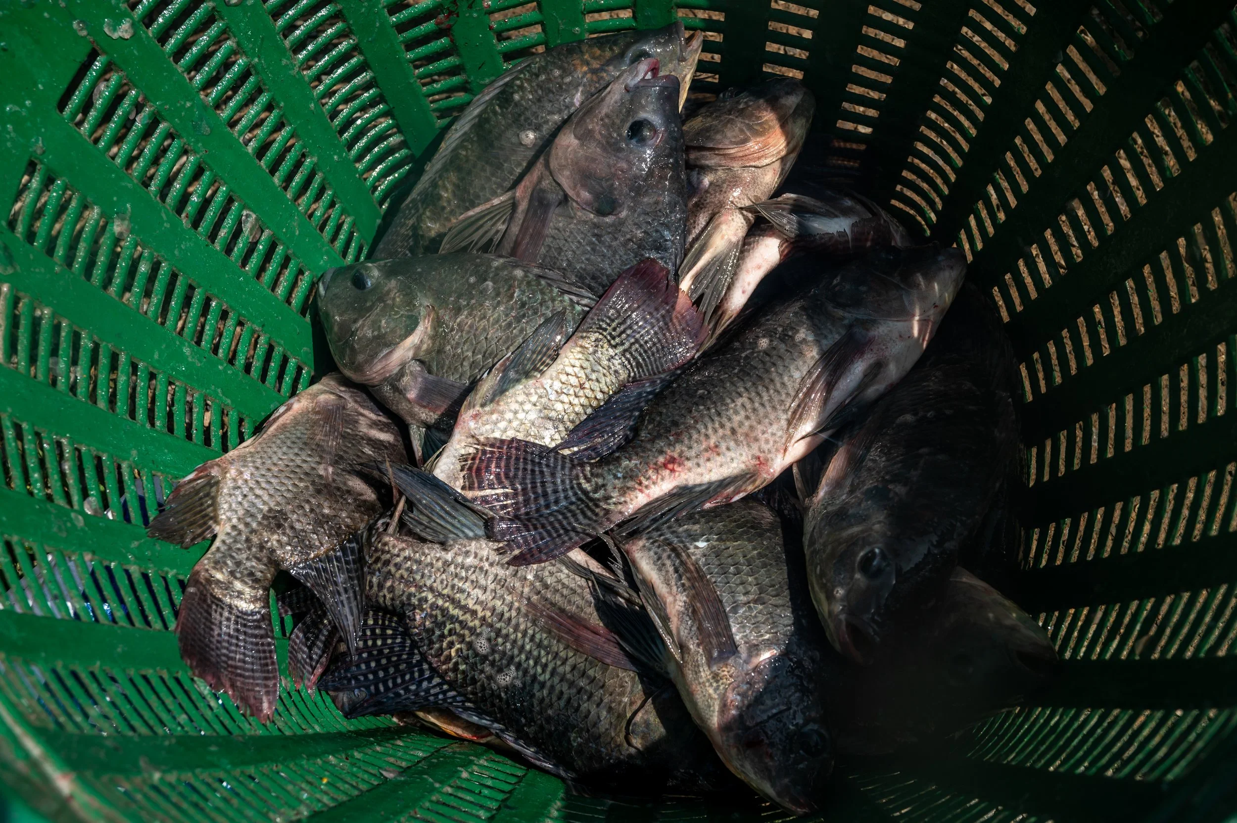 fish farm thailand-115.jpg