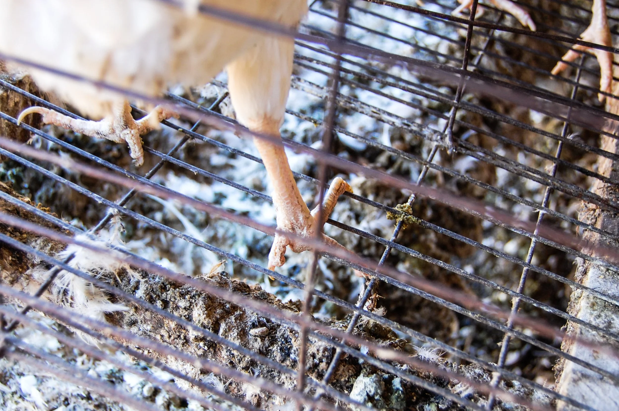 brazilmoreeggfarms-7-of-70jpg.jpg
