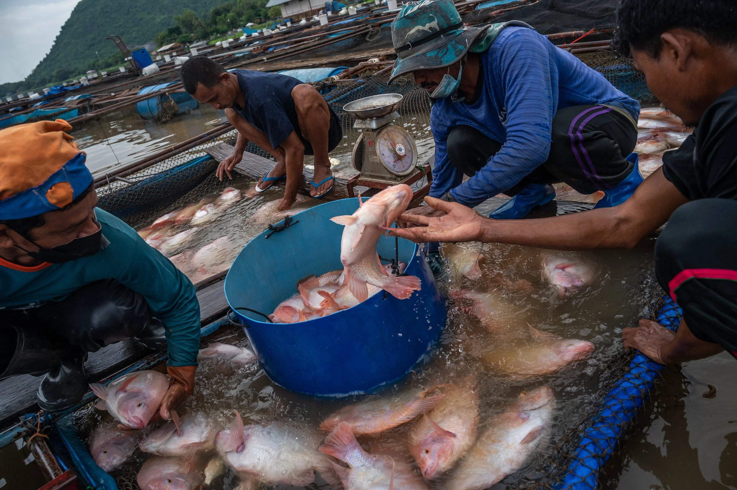 fish farm thailand-209.jpg
