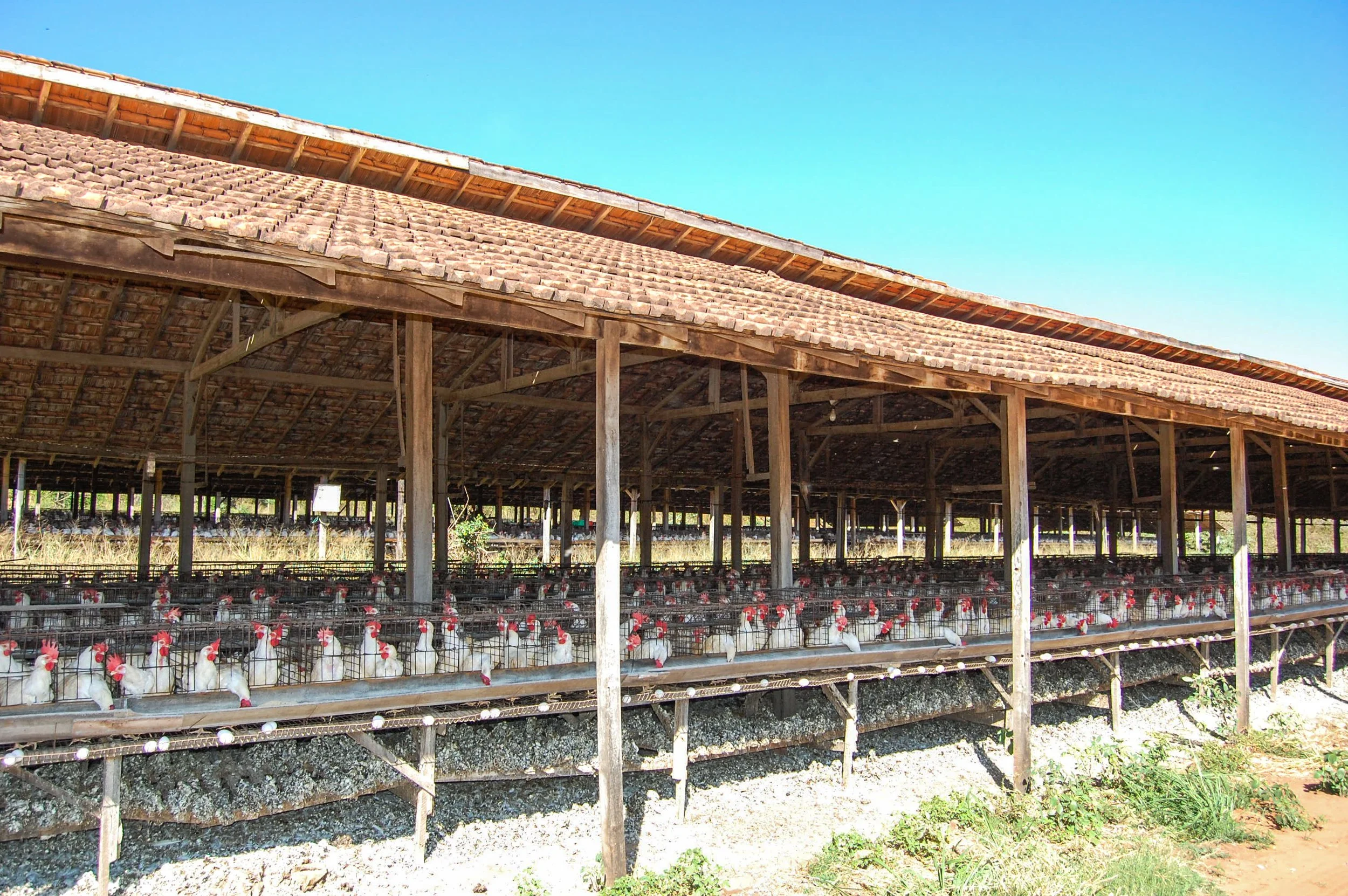 brazilmoreeggfarms-33-of-70jpg.jpg