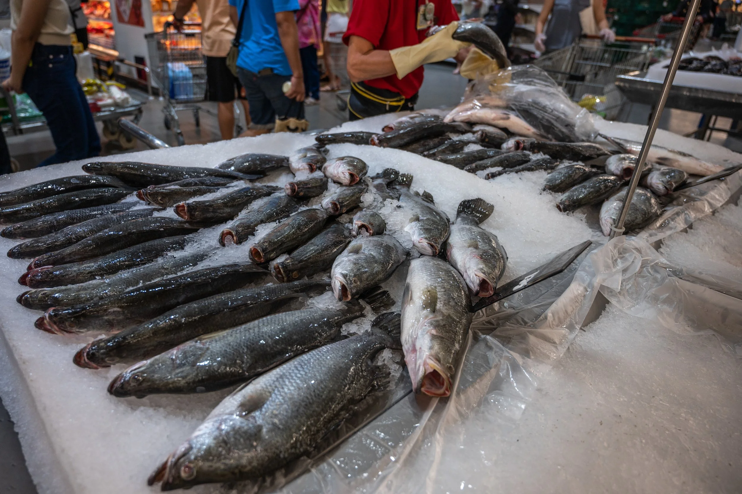 fish farm thailand-100.jpg