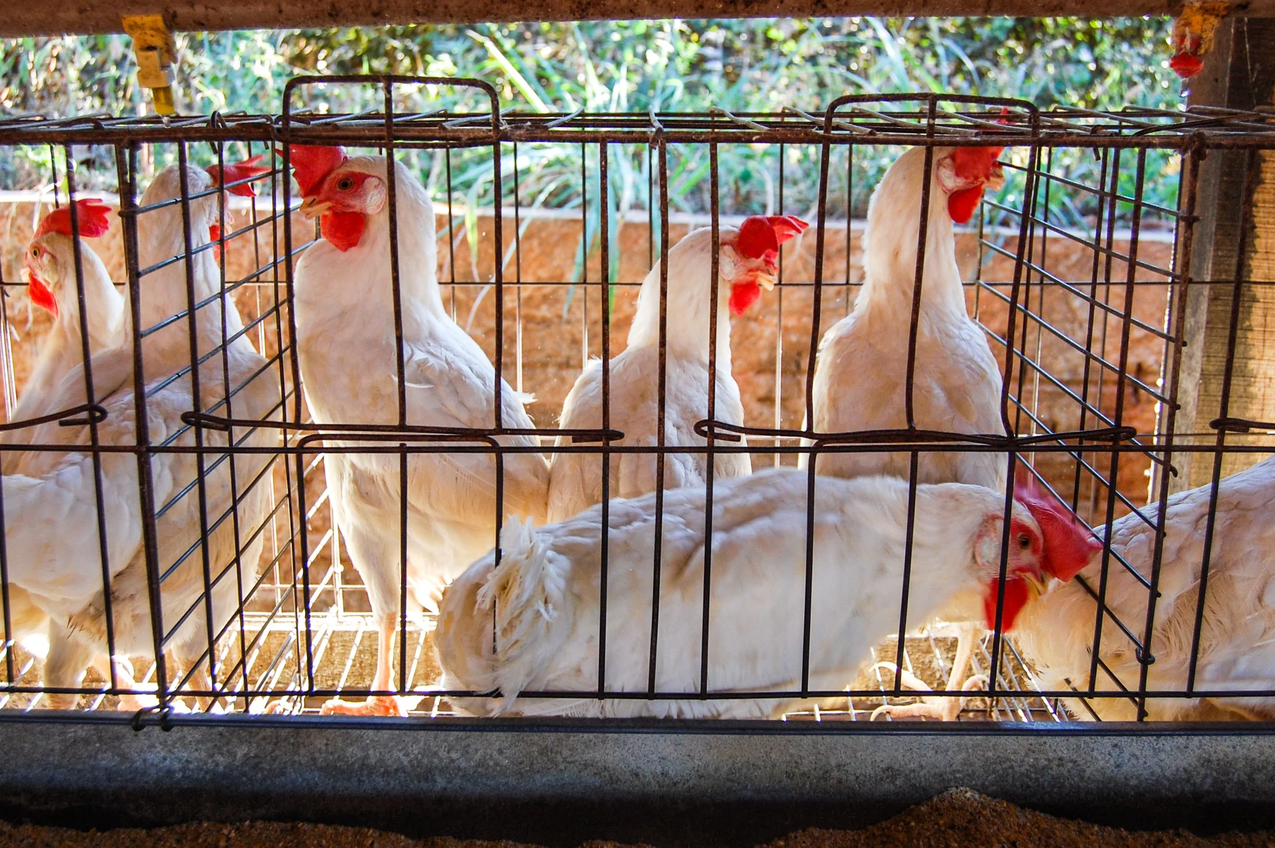 brazilmoreeggfarms-10-of-70jpg.jpg