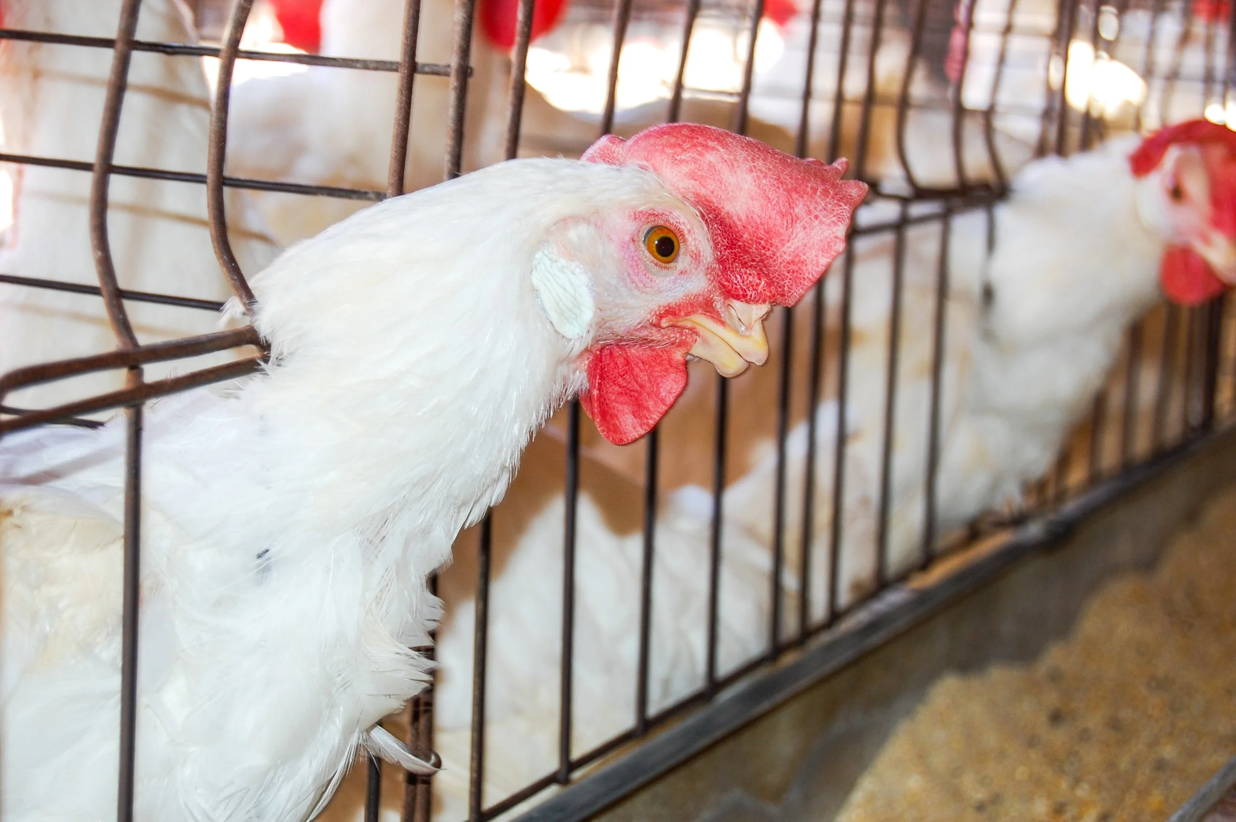 brazilmoreeggfarms-6-of-70jpg.jpg