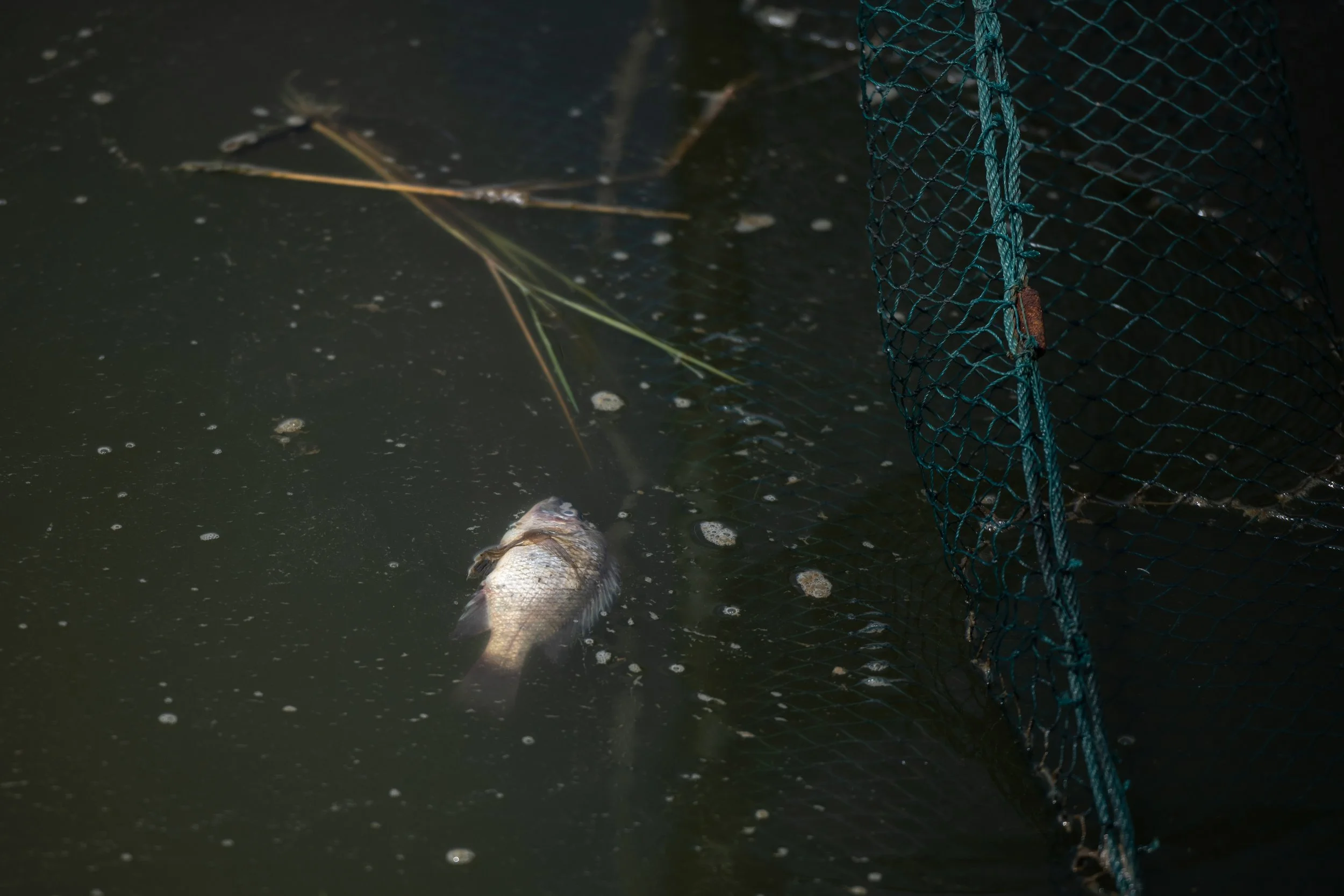 fish farm thailand-94.jpg