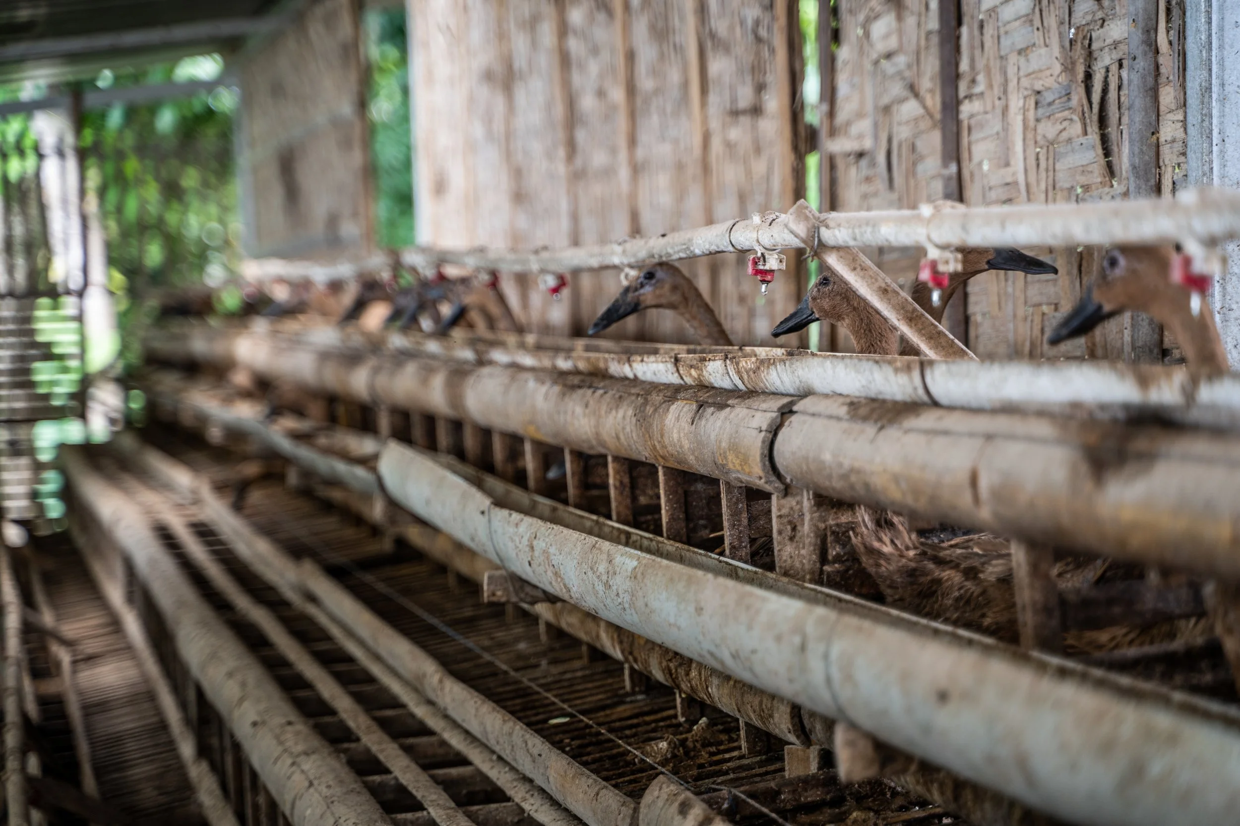duck farm indonesia-127.jpg