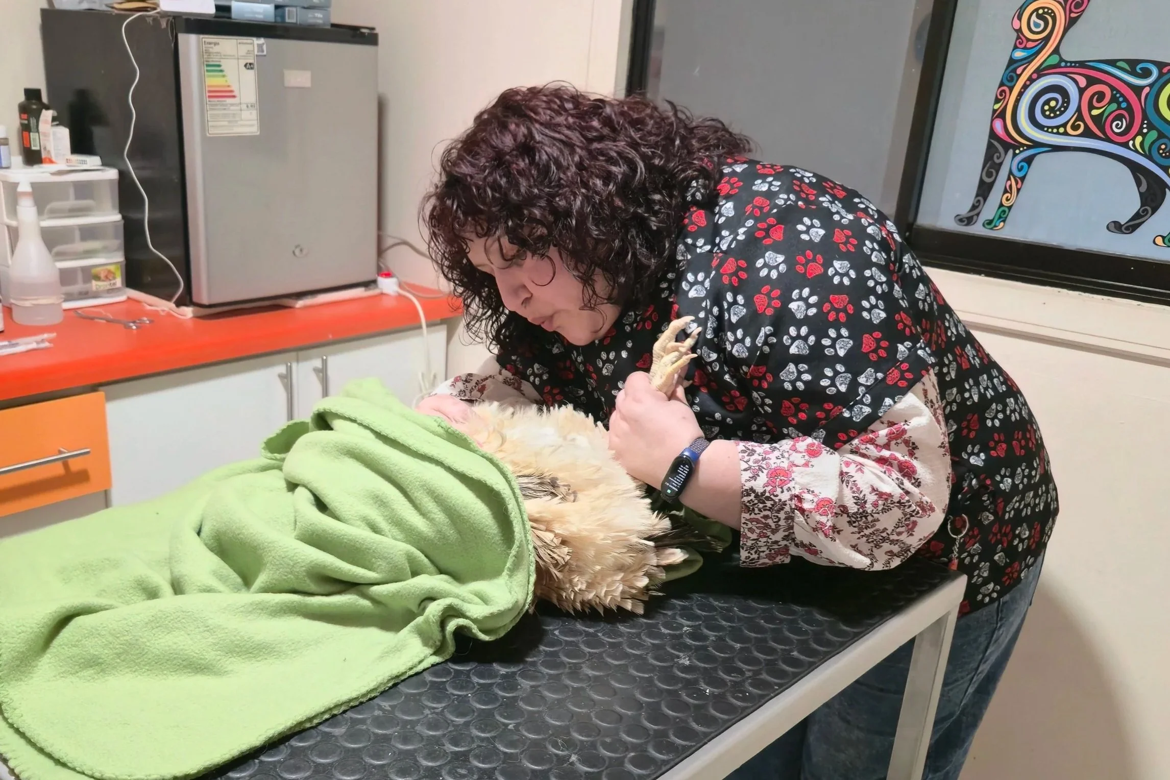 A woman with curly brown hair wearing a black scrub top with red and white paw prints gently leans over an animal care table to comfort a fluffy, light-colored hen wrapped in a green blanket.