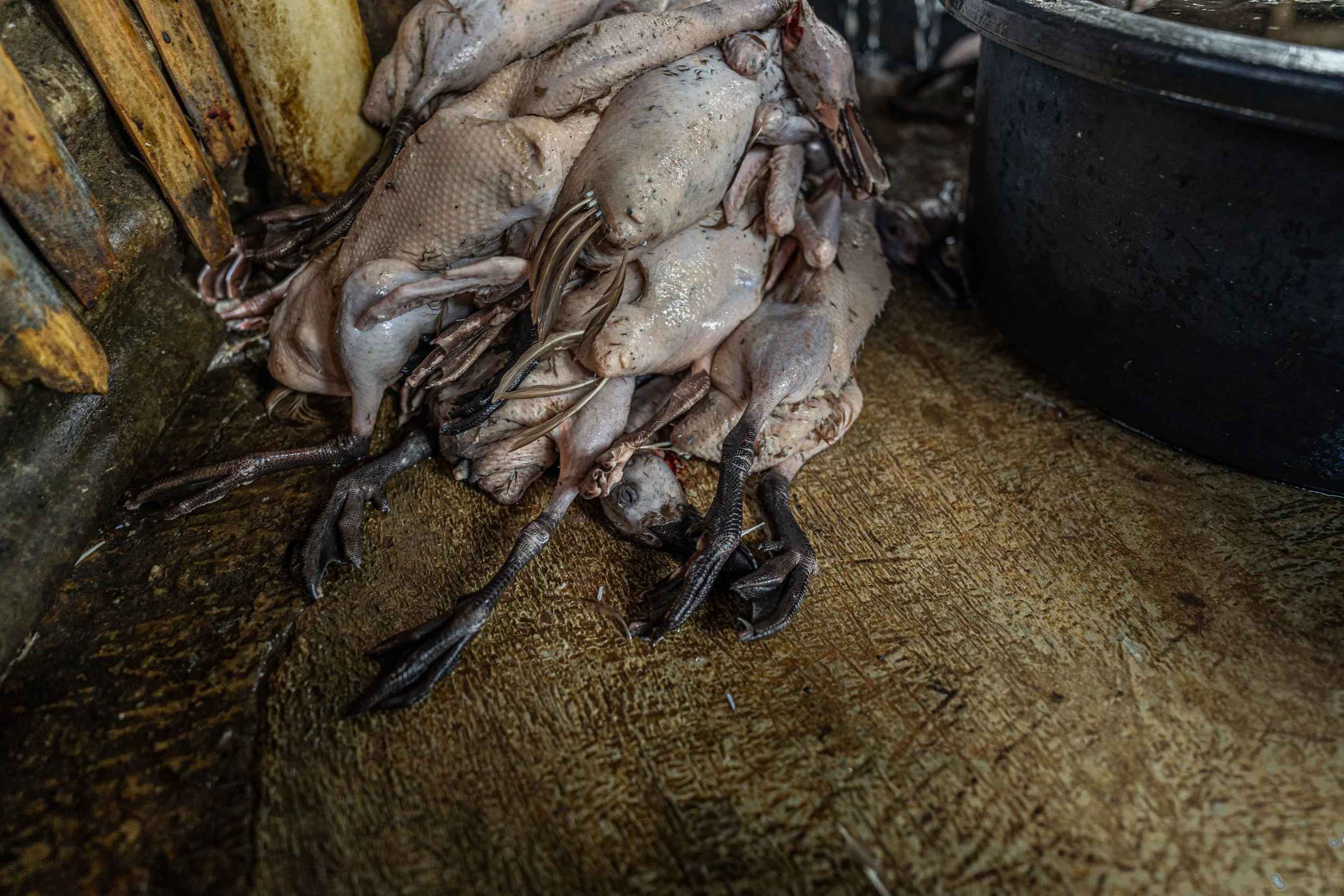 duck farm indonesia-99.jpg